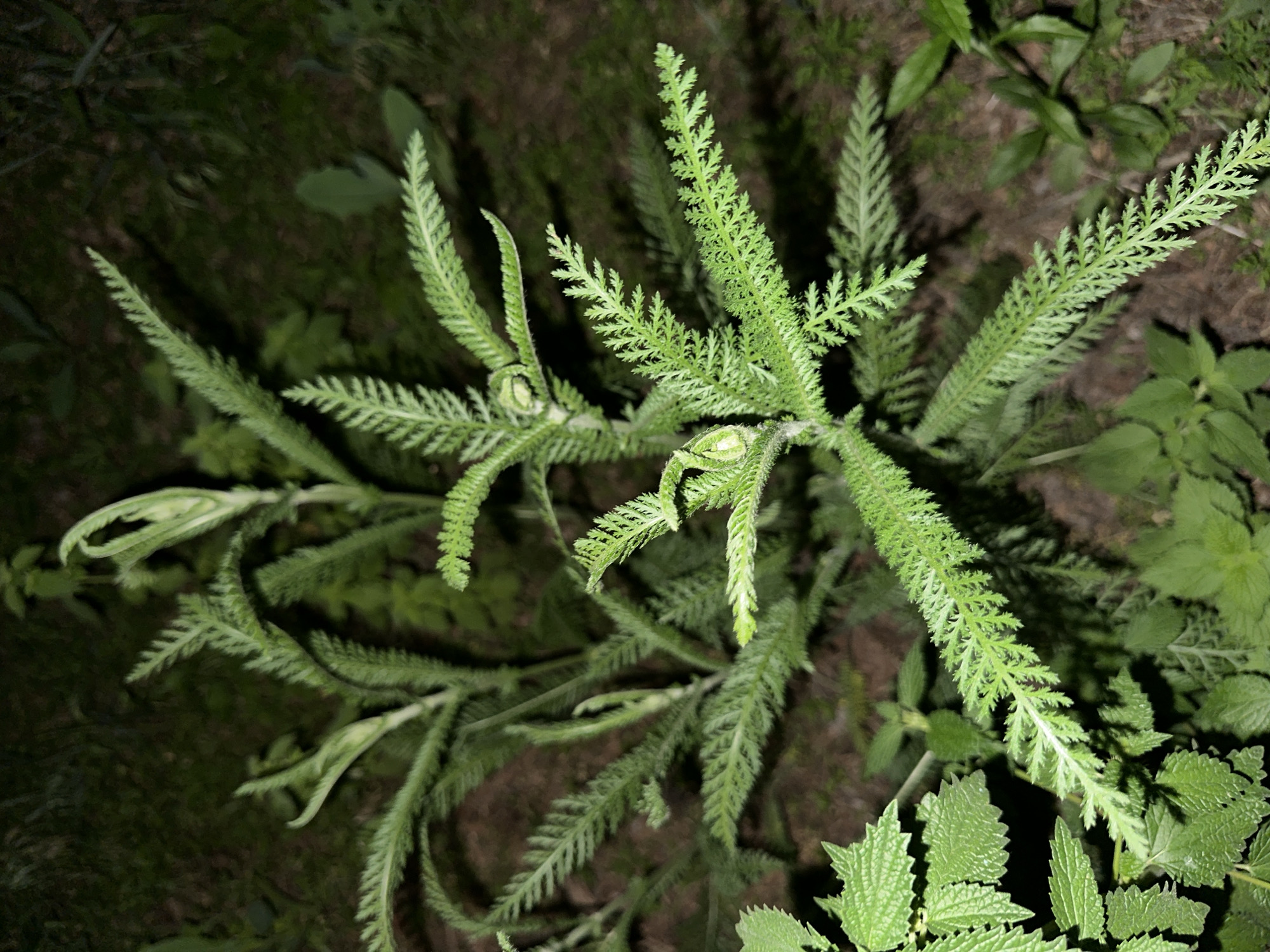 The image is a close-up, overhead view of a plant with feathery, green leaves. The plant appears to be growing outdoors, as evidenced by the dark soil and other foliage visible in the background. The lighting is dim, suggesting it might be nighttime or a heavily shaded area. The focus is on the intricate structure of the plant's leaves, which are finely divided and arranged along multiple stems. Some of the leaves are curled or folded. There are no people, visible text, or discernible activities taking place. The overall mood is natural and somewhat mysterious due to the low light conditions.