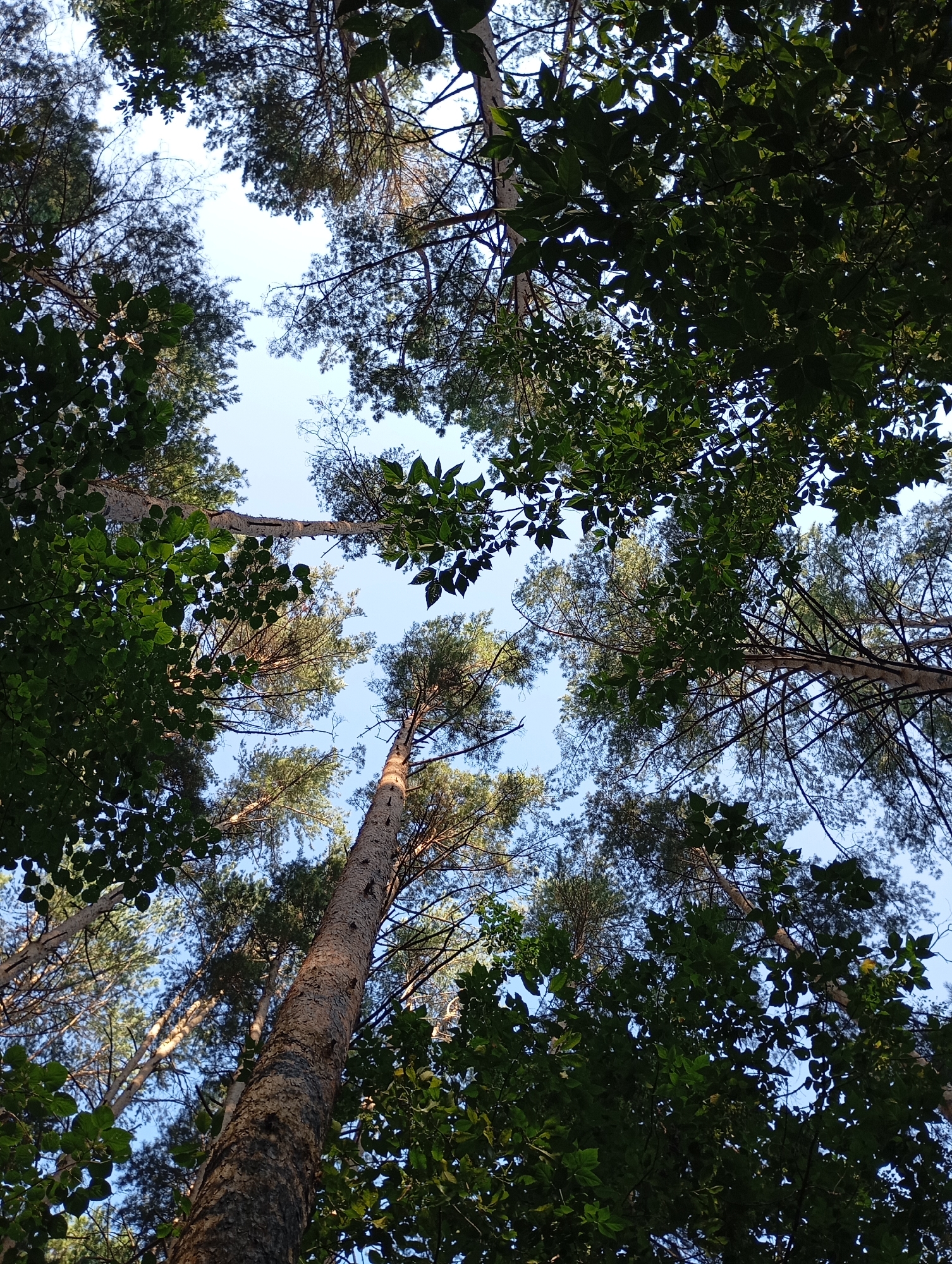 This image depicts a view looking directly up through the canopy of trees towards a clear blue sky. The perspective is from below, emphasizing the height and density of the forest. Several tall trees, predominantly pines, with their rough, textured bark and needle-like foliage, dominate the frame. Interspersed among the pines are deciduous trees with broader, darker green leaves. The branches of these trees interlace, creating a natural, organic ceiling against the sky. The lighting suggests it is daytime, with sunlight filtering through the leaves, creating dappled patterns. The scene is serene and natural, typical of a forest environment. Without specific landmarks or identifying features, it is impossible to pinpoint the exact location within the city of Chaikovsky, Russia. The image captures a common natural setting found in and around many Russian cities.