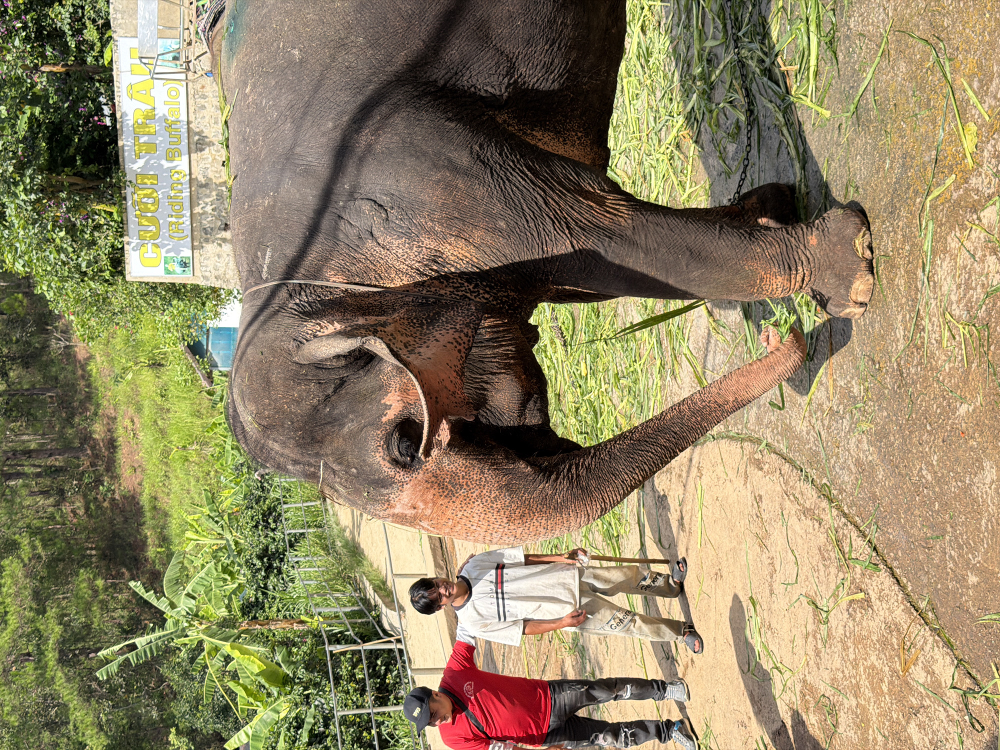 A large elephant stands in a dirt and grass area. The elephant's skin is dark grey and wrinkled, with patches of lighter pinkish-orange skin visible on its face and legs. A rope is tied around the elephant's head. Two men are standing to the left of the elephant. The man on the left wears a red t-shirt and dark jeans, and a black baseball cap. The man on the right wears a white t-shirt with a black and red logo and light-colored pants. The man on the right is holding a long, thin stick. In the background, there is lush green vegetation, including banana trees and pine trees, on a hillside. A sign with yellow lettering is visible on a stone wall in the background. The sign reads "CƯỠI TRÂU (Riding Buffalo)". This scene appears to be an elephant riding attraction, likely in Định An, Vietnam, given the Vietnamese text on the sign.
