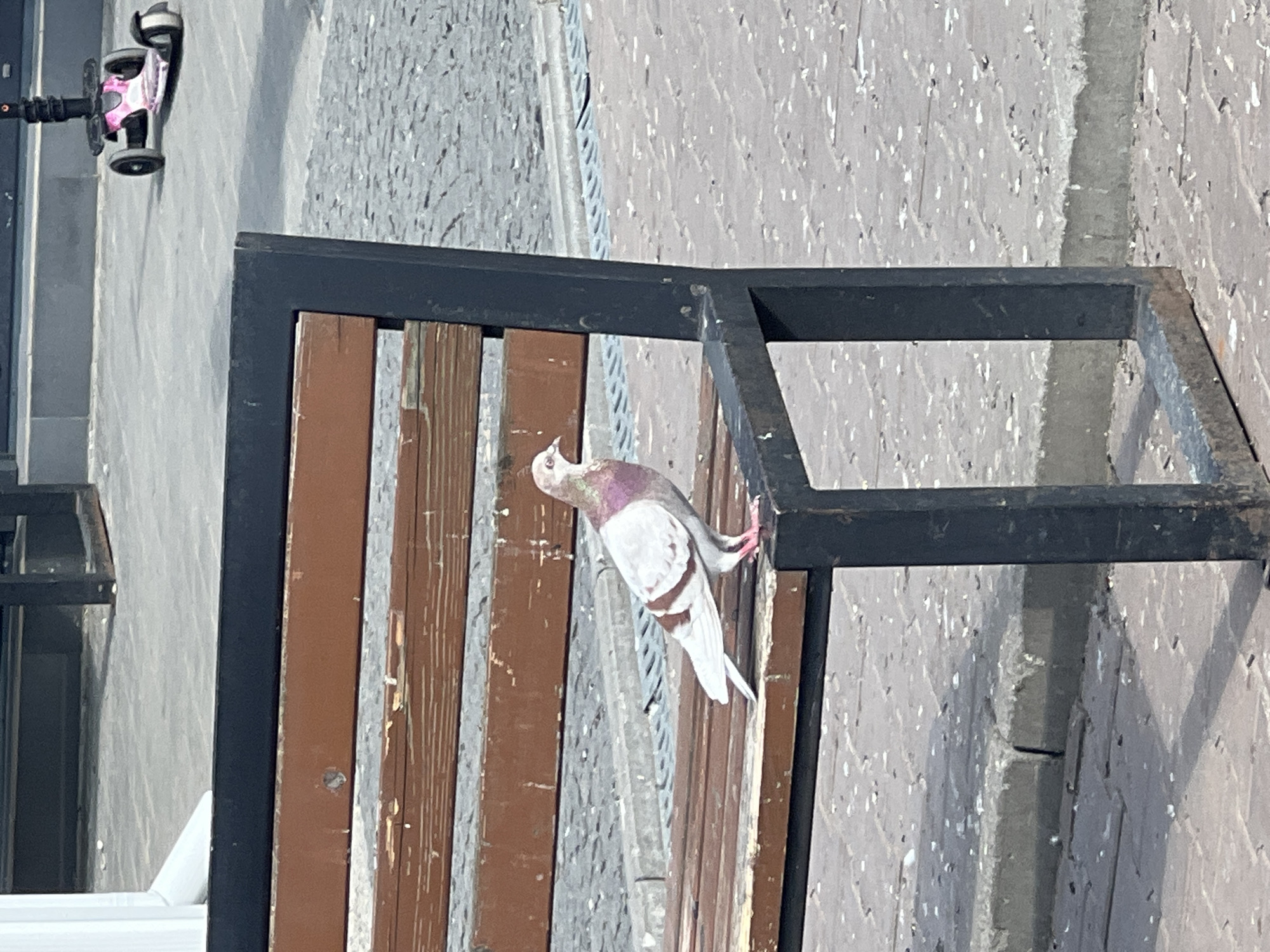 A pigeon with white and pink plumage stands on the seat of a brown wooden park bench with black metal legs. The bench is situated on a paved outdoor area, likely a pedestrian walkway or plaza. The ground is made of interlocking bricks or cobblestones, with a curb and drainage grate visible. In the background, out of focus, is a pink three-wheeled scooter. The scene suggests a public space in Ternopil, Ukraine, possibly a park or a public square, under daylight conditions.