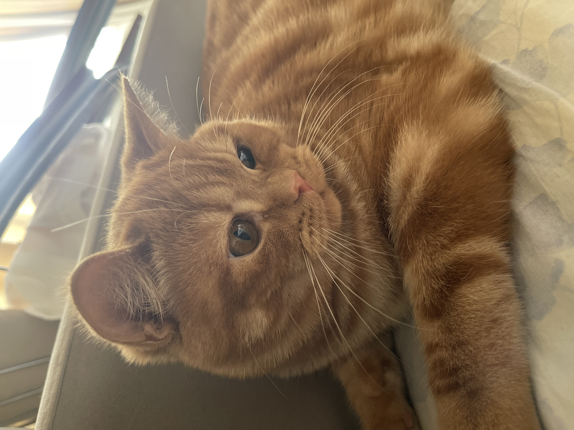A close-up, eye-level shot shows a ginger cat resting on a patterned surface. The cat is positioned on the right side of the frame, with its body angled away from the viewer and its head turned to the right. The cat's fur is a warm orange color with darker stripes. Its eyes are a light brown, and its whiskers are long and white. The background is blurred, but appears to be an indoor setting with a light-colored surface and some indistinct objects. There is no information available about the location in the city of Kommunarka, Russia.