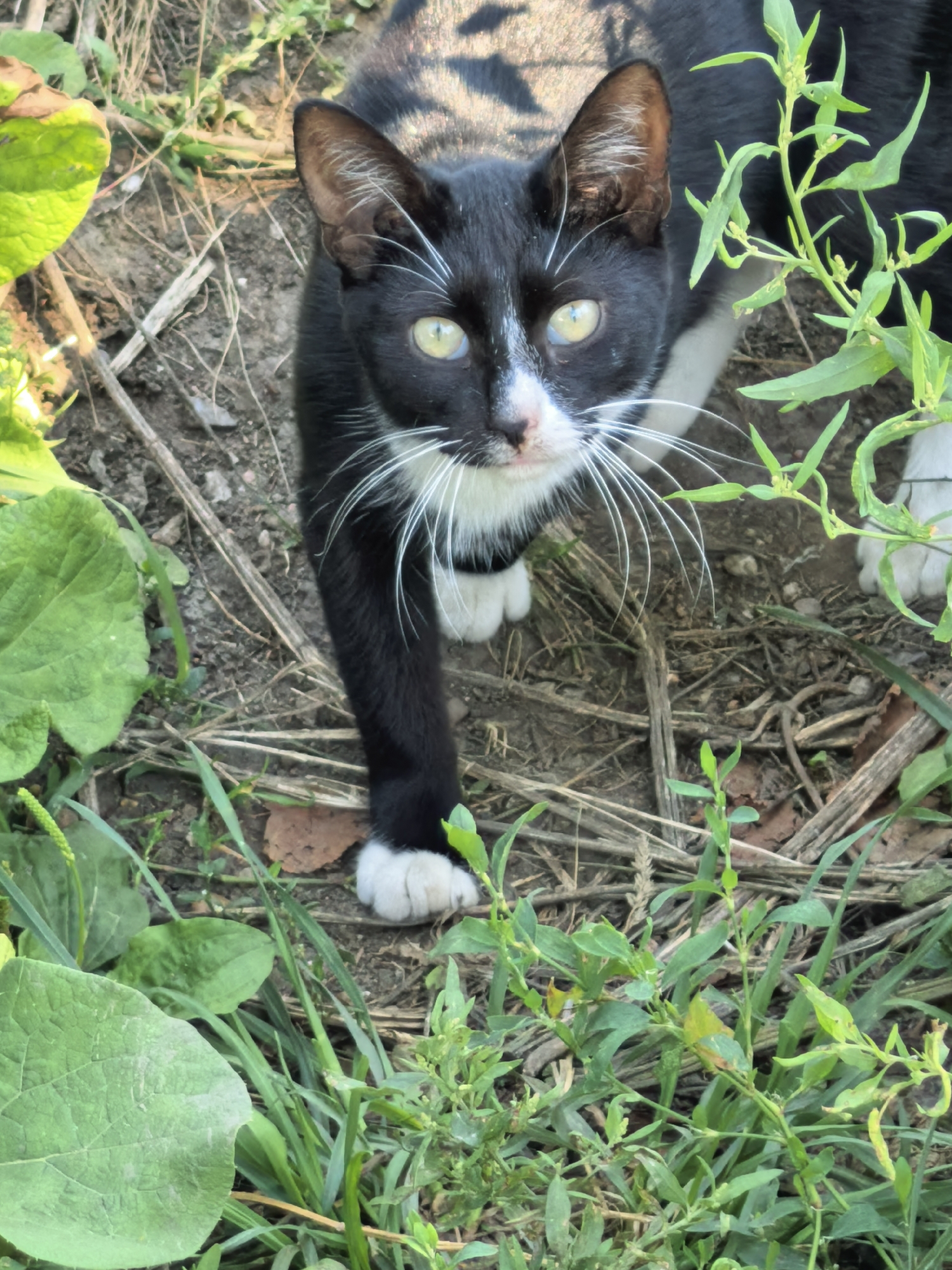 A black and white cat with green eyes is captured in a medium shot, looking directly at the camera. The cat is positioned in an outdoor, natural setting with dry grass, dirt, and green foliage surrounding it. Sunlight casts shadows on the cat's fur, highlighting its features. The cat's paws, one of which is visible, are white. The background is indistinct, with a focus on the cat and its immediate environment. There are no humans present in the image. The overall scene suggests a casual, natural moment captured outdoors. The location in Sterlitamak, Russia, is not visually evident from the image itself.