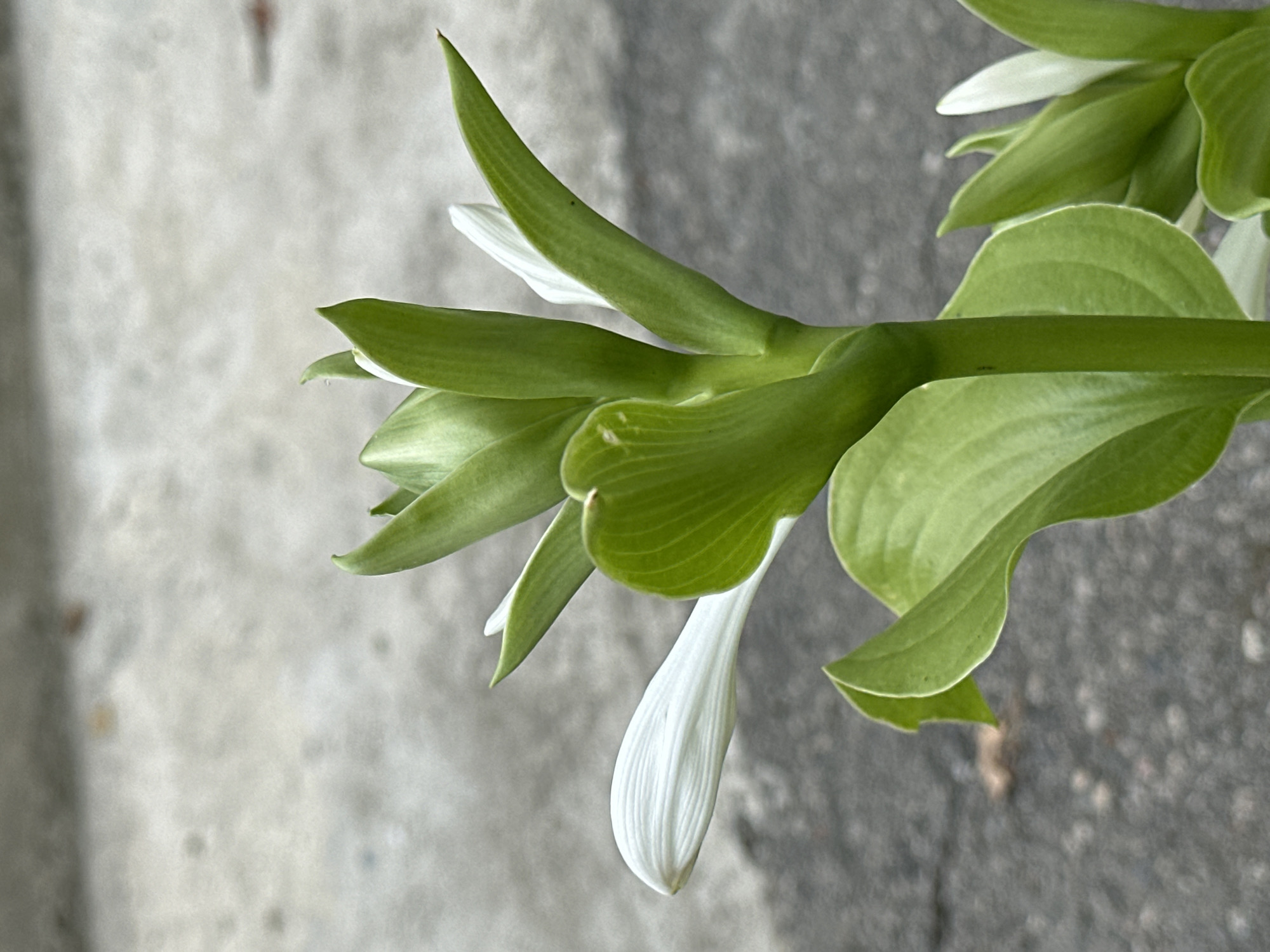 The image is a close-up, slightly angled shot of a green plant with white flower buds against a blurred gray, asphalt-like background. The plant has several large, veined green leaves and a central stalk from which the buds emerge. One white petal is visible, unfurling from a bud. The background appears to be a paved surface with some lighter and darker speckles, possibly concrete or asphalt. There are no people or discernible signs of the city of Essentuki, Russia in the image.