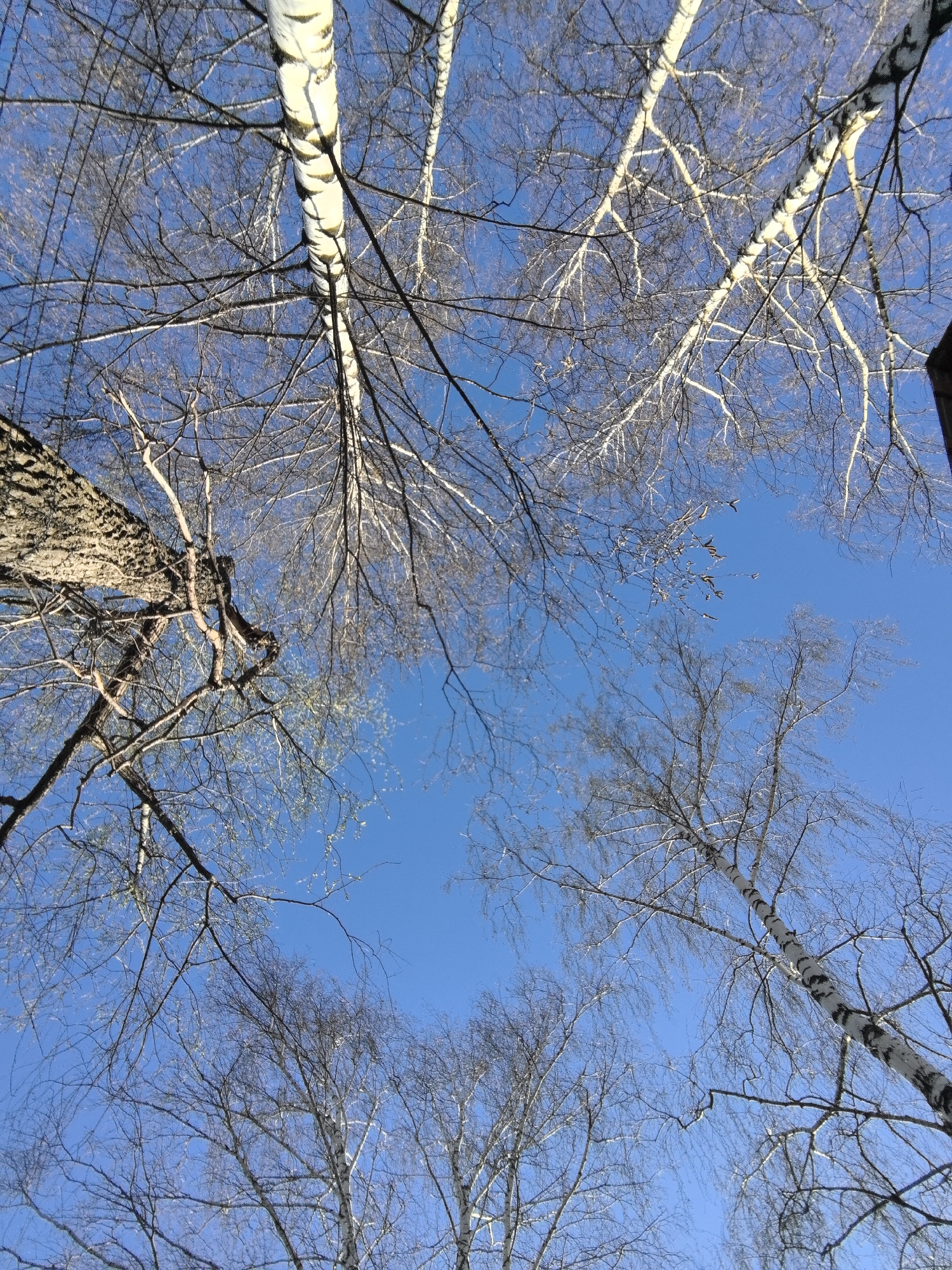 The image is a low-angle shot of trees against a clear blue sky. The trees are predominantly birch trees, identifiable by their white bark with black markings. Some trees have bare branches, suggesting a late autumn or winter season. The location is not definitively identifiable as Noviy, Russia based solely on the image. The environment consists of trees and the sky. There are no people or animals visible in the image. There is no interaction taking place in the image. The focus is on the natural environment, specifically the upward view of the trees against the backdrop of the sky.