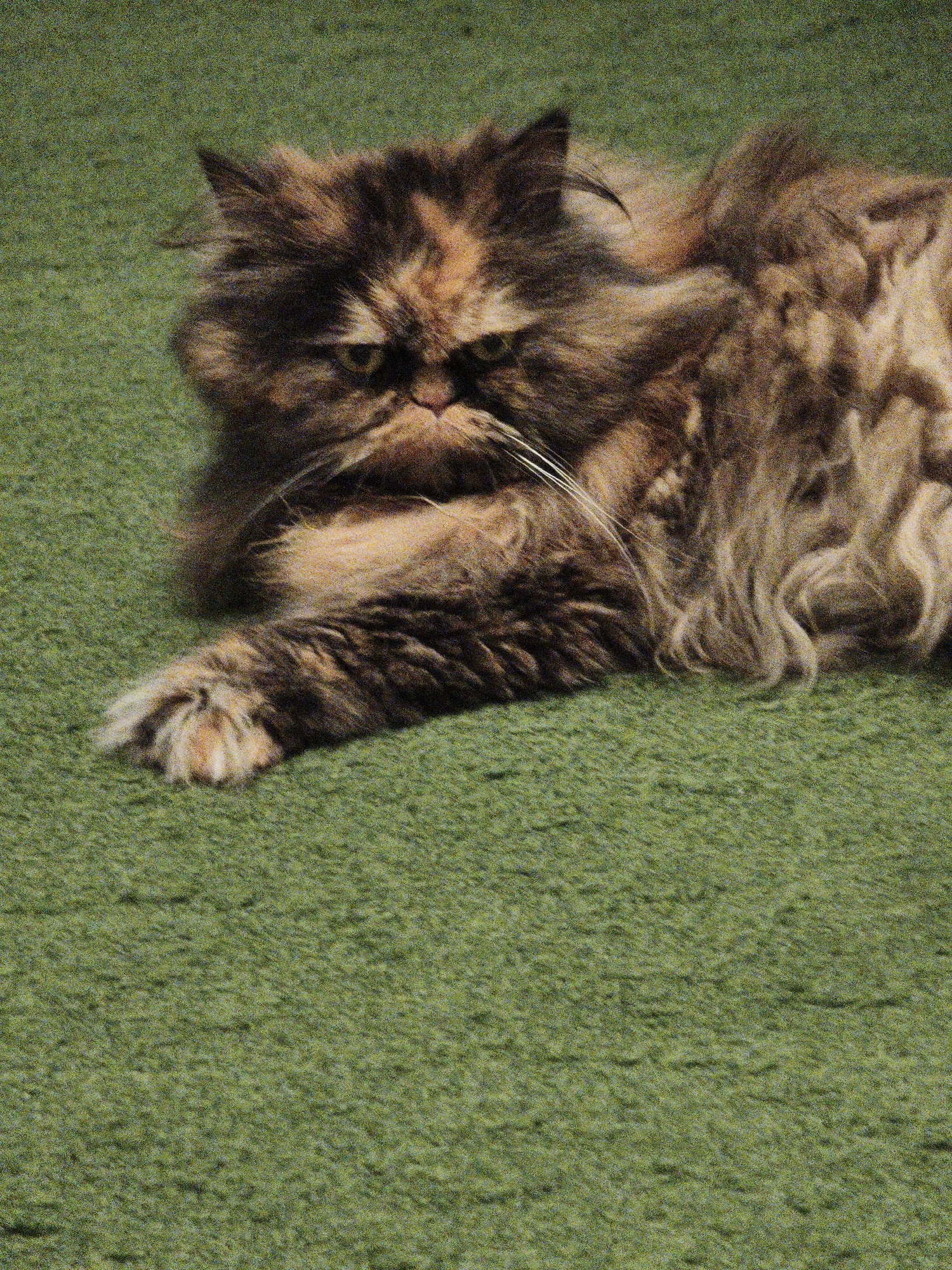 A tortoiseshell Persian cat lies stretched out on a green carpet. The cat has long, fluffy fur in shades of brown, black, and orange. Its front left paw is extended forward, with the toes visible. The cat's face is partially visible, with green eyes and long white whiskers. The background is a plain green carpet. The image is a close-up shot of the cat, with the background blurred.
