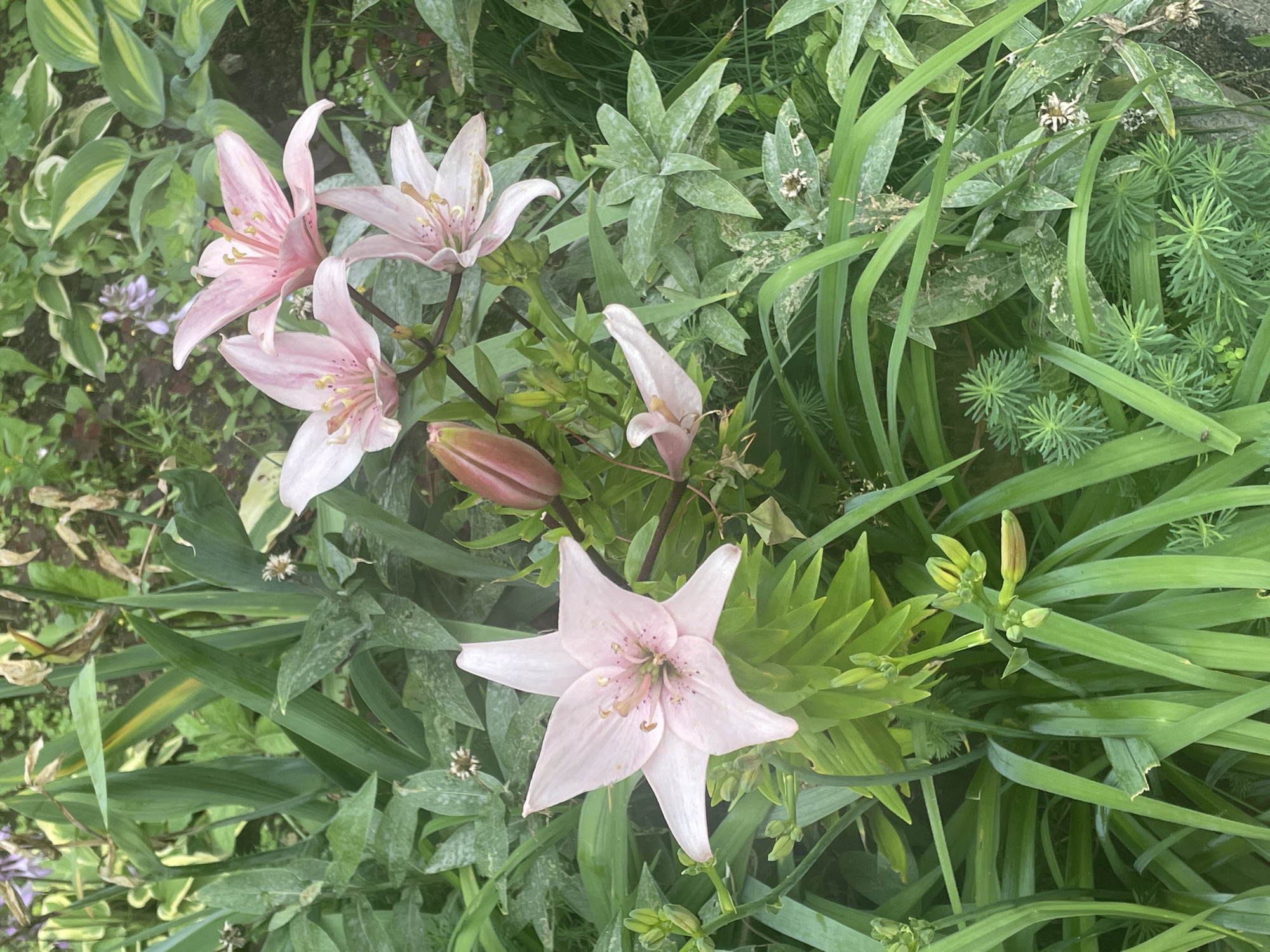 A medium shot captures a cluster of light pink lilies with their petals unfurled, some in various stages of blooming and bud form. The flowers are set against a backdrop of lush green foliage, with other plants and leaves creating a dense, natural environment. The scene is bathed in natural light, suggesting an outdoor setting. The image does not contain any people or provide any specific details about the city of Krasnogorsk, Russia.