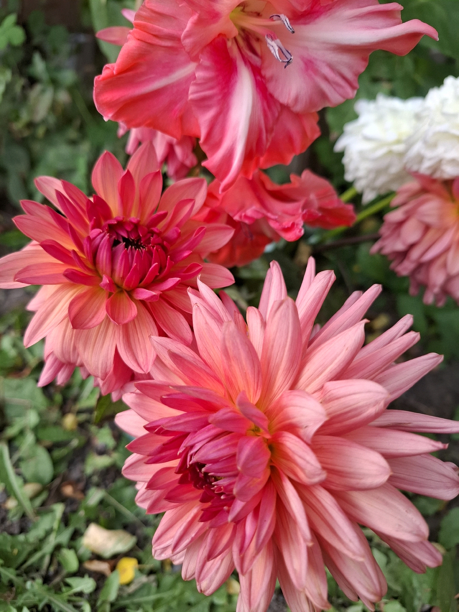 The image is a close-up, high-angle shot of several blooming flowers. In the foreground and center, a large dahlia with multiple layers of pink and coral petals is in full bloom. To the left, another dahlia, slightly out of focus, shows vibrant pink and red hues. Towards the top and right, a gladiolus flower with bright pink and white streaks is visible, and a blurred white dahlia is partially seen in the background. The flowers are set against a backdrop of green foliage and some fallen yellow leaves on the ground, suggesting an outdoor setting. The image does not contain any information to determine its location in the city of Tyumen, Russia.