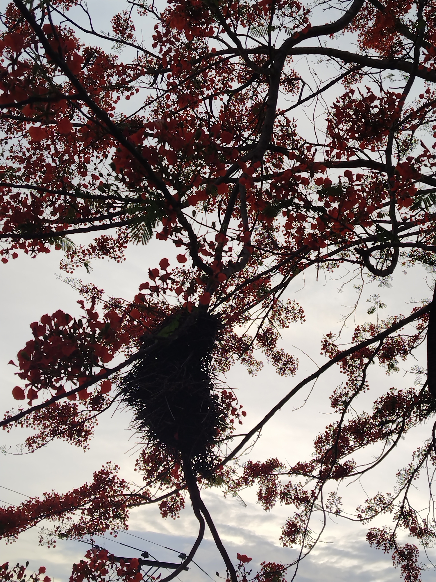 A low-angle shot captures a tree with vibrant red flowers, likely a Royal Poinciana tree. The tree has a large, messy bird nest visible within its branches. The sky is visible in the background. It is located in the city of Los Leoncitos, Venezuela. A power line is visible in the lower left.