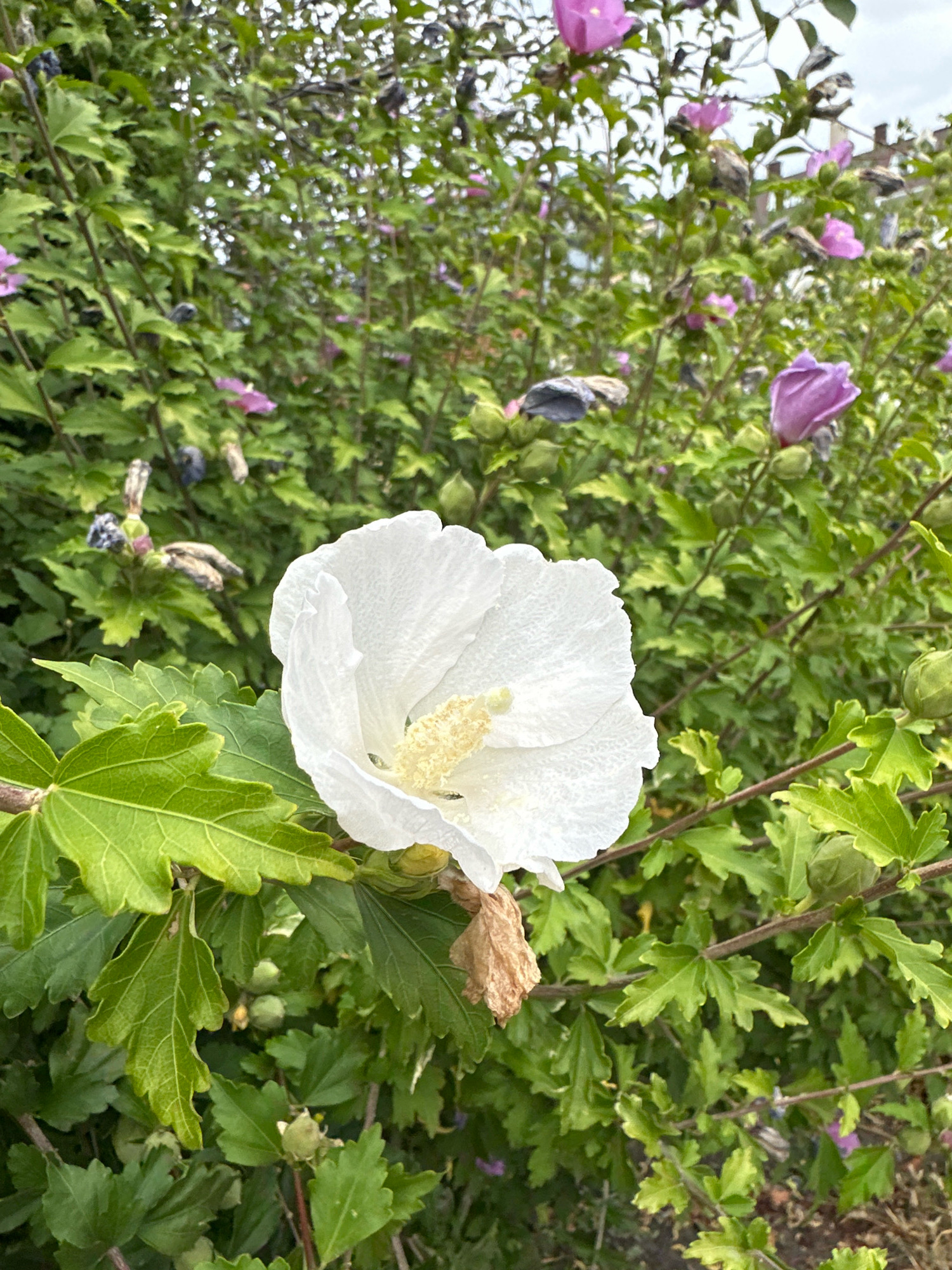 A white hibiscus flower is in focus in the foreground of this outdoor, eye-level, medium shot. The flower's petals are delicate and ruffled, with a pale yellow stamen visible in the center. The flower is surrounded by lush green foliage and other hibiscus flowers in various stages of bloom and decay, with some appearing as buds and others as dried husks. The background is a blur of green leaves and purple flowers, suggesting a garden or park setting. The lighting is soft and natural, indicating an overcast or diffused daylight. The image appears to have been taken in Stavropol, Russia, based on the provided information.