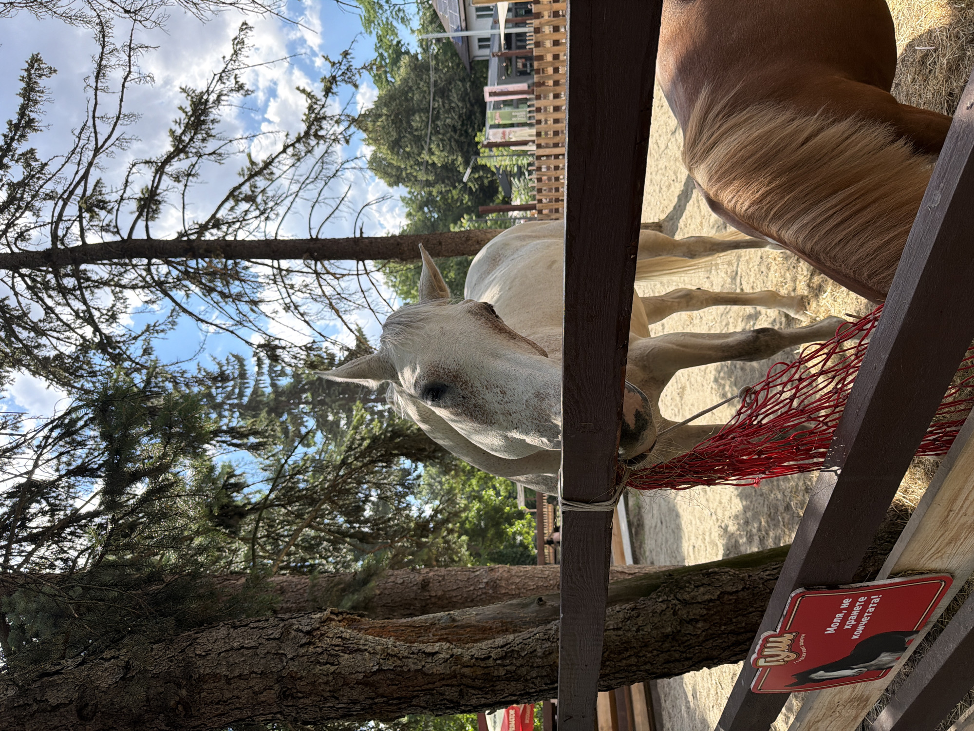 The image captures a close-up view of a white horse standing in an outdoor enclosure, possibly a farm or equestrian center, with a brown horse visible in the background. The horses are near a wooden fence. A red net hangs on the fence in front of the white horse, and it appears to be reaching towards something with its nose.
The scene is set during the daytime, with dappled sunlight filtering through the branches of nearby trees. The sky is partly cloudy. The ground within the enclosure appears to be sandy or dirt, with some dry grass or hay scattered around. In the background, there are more trees and a glimpse of a building, suggesting an agricultural or rural setting.
A small red sign is attached to the wooden fence in the foreground. The sign features a cartoon image of a horse's head and has text in a foreign language. The visible text appears to be "Моля, не хранете конете!" which translates to "Please do not feed the horses!" This text is accompanied by smaller text below, and a logo.
The white horse's face is partially visible, with its eye and part of its muzzle in focus. The overall impression is a serene moment, with the horses possibly being fed or interacting with their environment. The orientation of the image is such that the top of the frame is to the left, and the bottom is to the right.