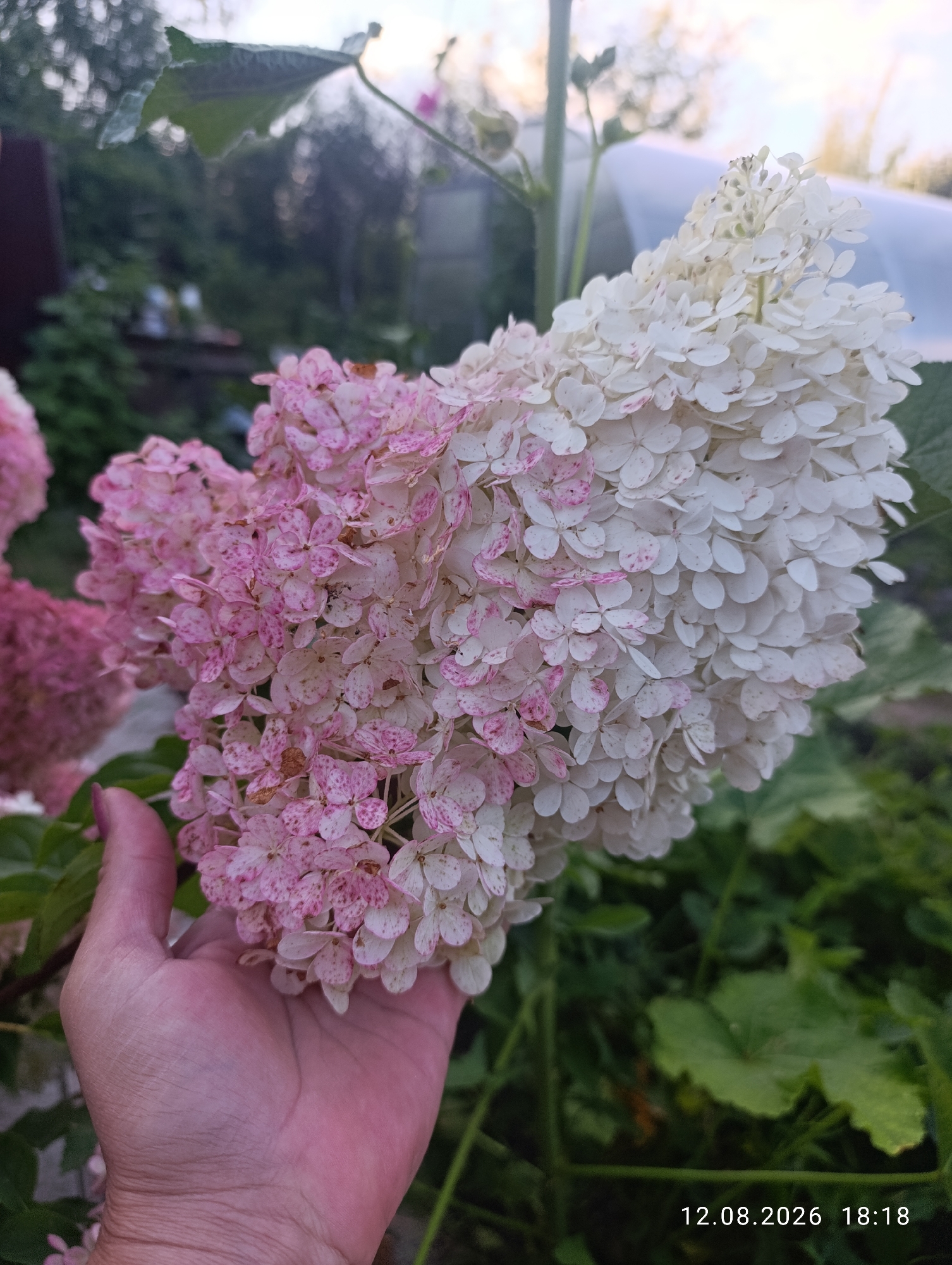 A hand with a light pink hue is holding a large cluster of hydrangeas that transition from white to pink. The flower cluster is composed of numerous small, star-shaped florets. Some florets are a pure white, while others have pink speckles. The background is softly blurred, showing green foliage and what appears to be a greenhouse structure. The timestamp "12.08.2026 18:18" is visible in the lower right corner of the image. The scene is likely outdoors, possibly in a garden setting within Петерфельд ауылдық округі, Kazakhstan.