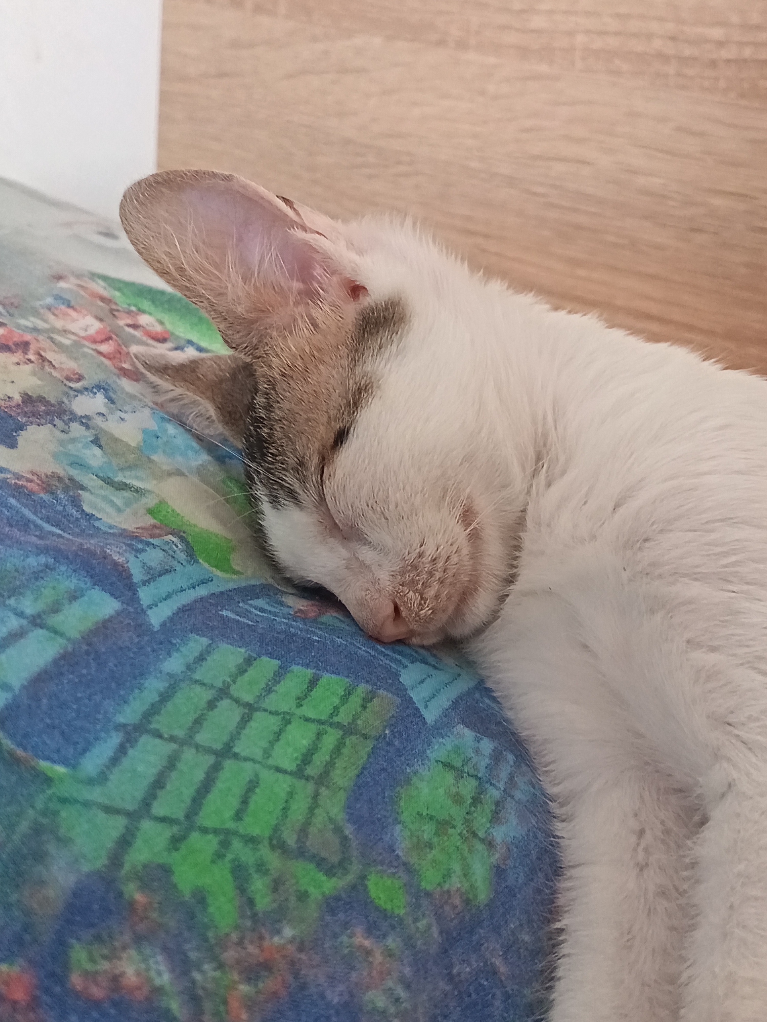 A domestic cat with white and brown fur is sleeping on a colorful patterned blanket. The cat's head is resting on the blanket, with its eyes closed and its nose slightly visible. The background shows a blurred wooden surface and a white wall. The image is a close-up shot, focusing on the sleeping cat.