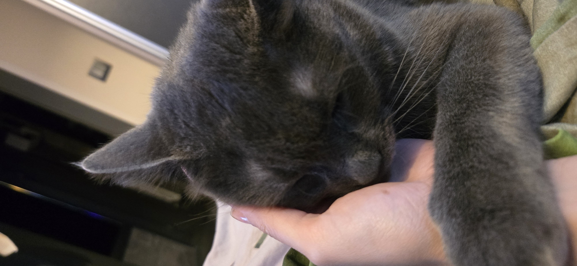 The image shows a close-up of a grey cat sleeping with its head resting on a person's hand. The cat's eyes are closed, and its fur appears soft. The person's hand is gently supporting the cat's head. The background is blurred, but it appears to be an indoor setting with some furniture and possibly a window with natural light. The overall mood of the image is peaceful and affectionate. There is no visible text in the image.