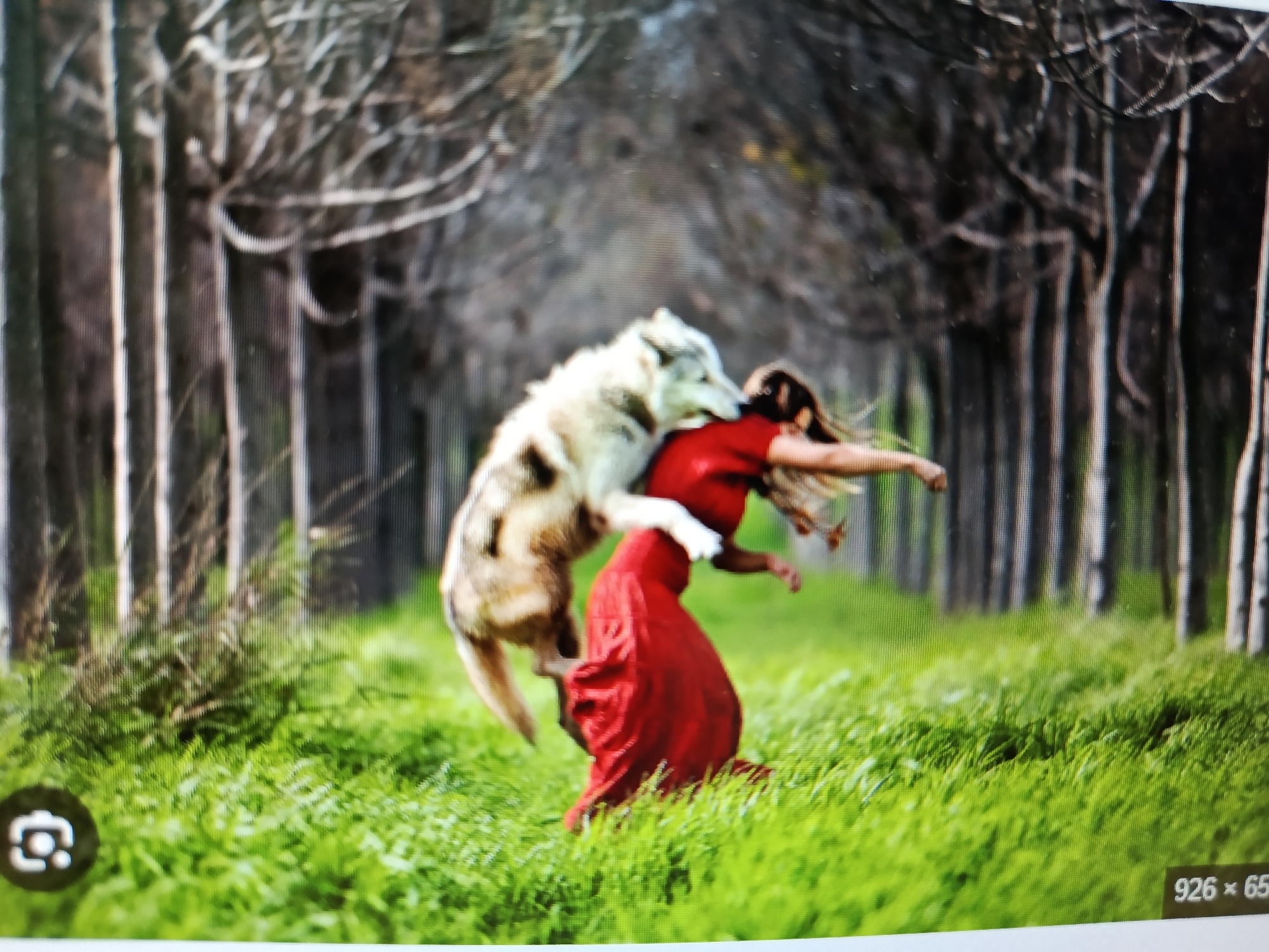 The media file depicts a dramatic scene in a forest setting. The main subjects are a woman in a vibrant red dress and a wolf. The wolf appears to be playfully interacting with the woman, jumping on her back as she bends forward. They are positioned in a grassy clearing surrounded by a dense forest of bare trees. The lighting suggests it could be daytime, with natural light filtering through the trees. The overall mood is dynamic and somewhat surreal, with the wolf's action appearing either aggressive or a form of unusual companionship. The ground is covered in lush green grass. There is no discernible weather information, but the green grass suggests it's not winter. There are no specific location cues that point to Tashkent, Uzbekistan. A small icon resembling a camera is visible in the lower left corner, and the text "926 x 65" appears in the lower right corner, likely indicating image dimensions.