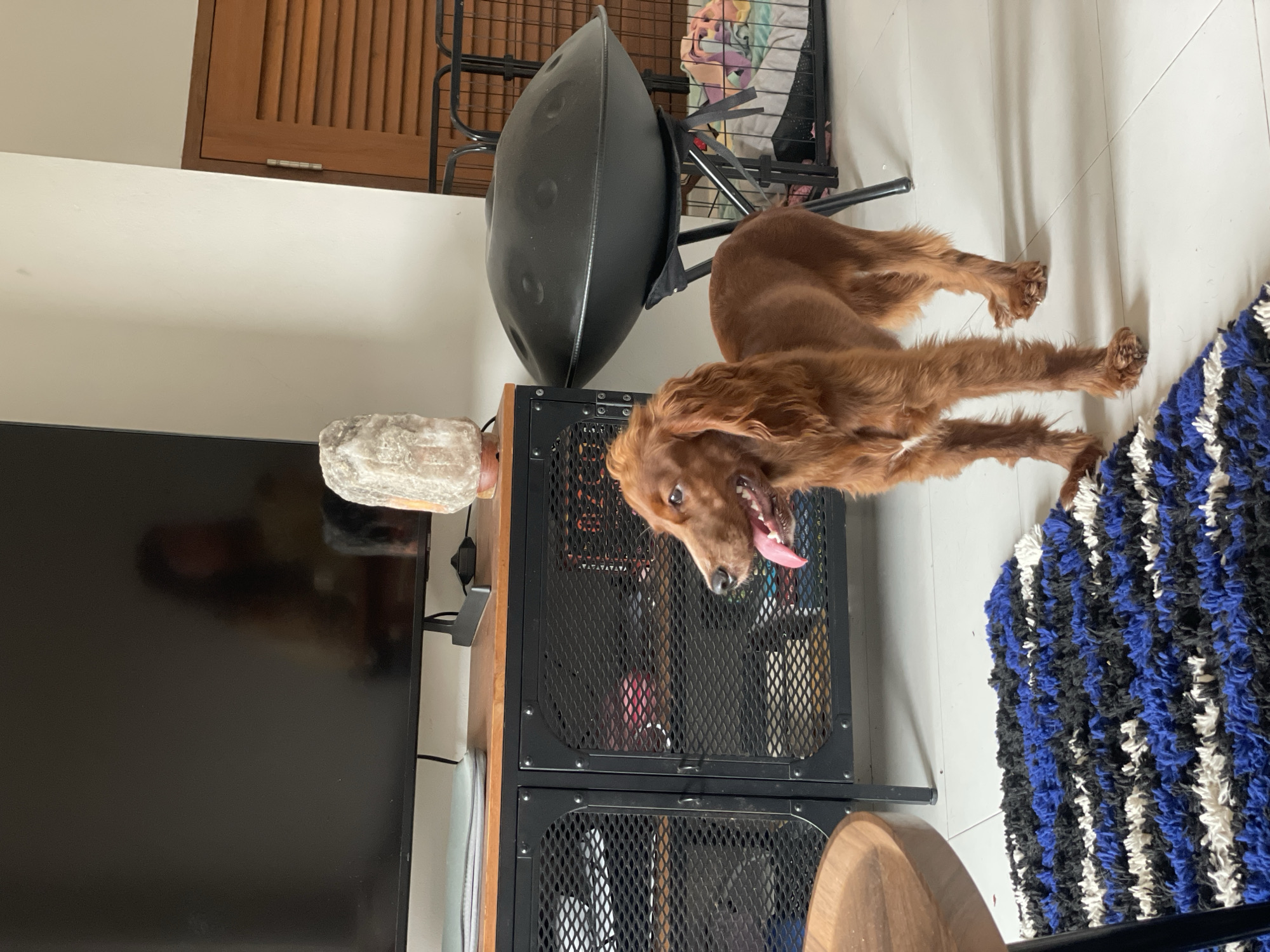 A medium-sized, brown dog with long hair is lying on a white tile floor. The dog's mouth is open, and its tongue is sticking out. The dog is positioned next to a blue and black rug. In the background, a television is visible, along with a black metal cabinet and a metal frame. Above the cabinet, there is a black handpan musical instrument. A lamp or salt lamp sits on top of the cabinet next to the TV.