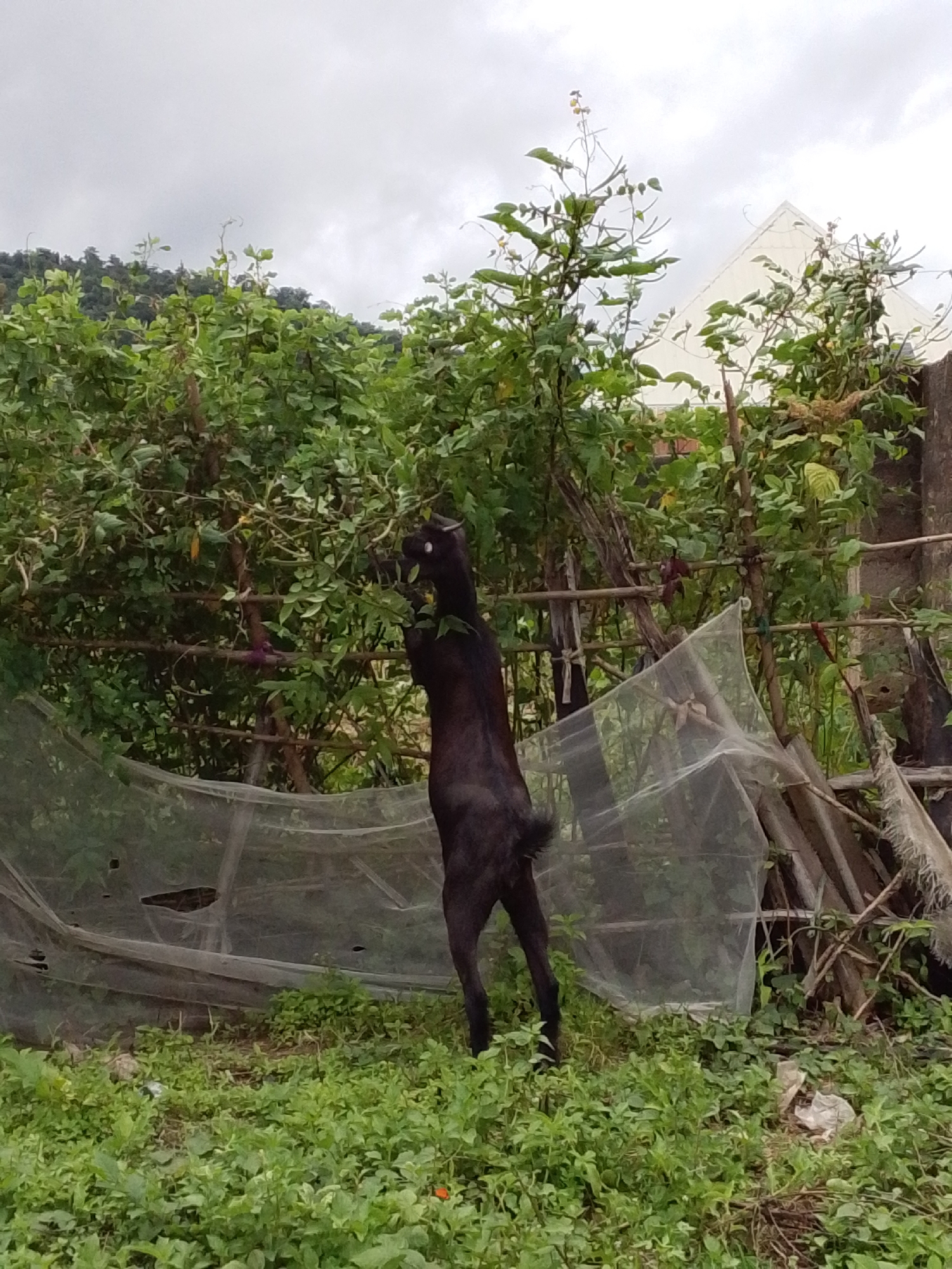 A dark-colored goat is standing on its hind legs, reaching up to eat leaves from a dense green bush in Serti, Nigeria. The bush is supported by a rustic wooden fence, and a section of light-colored netting is draped over some of the lower branches. Behind the bush, a white, triangular structure, possibly part of a building, is visible against a cloudy sky. The ground in the foreground is covered with lush green grass and other low-lying vegetation. The overall scene suggests a rural or semi-rural setting within Serti.