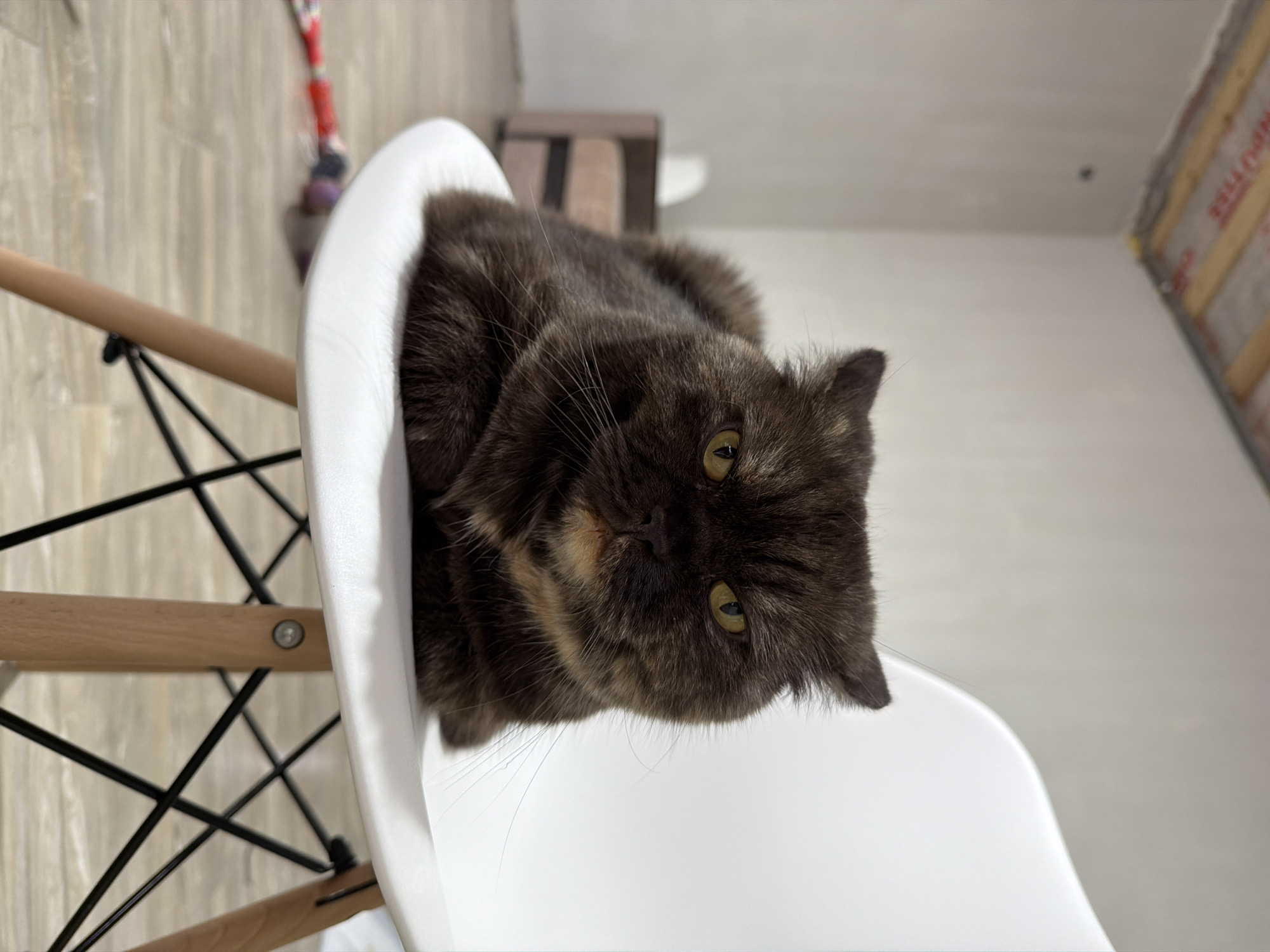 A tortoiseshell Persian cat rests on a white plastic chair. The chair has a wooden and black metal base. The background is blurry, showing a room with a light-colored wood floor and a wall with exposed framing. A red and white object, possibly a toy or tool, is partially visible in the background. The location is unknown.