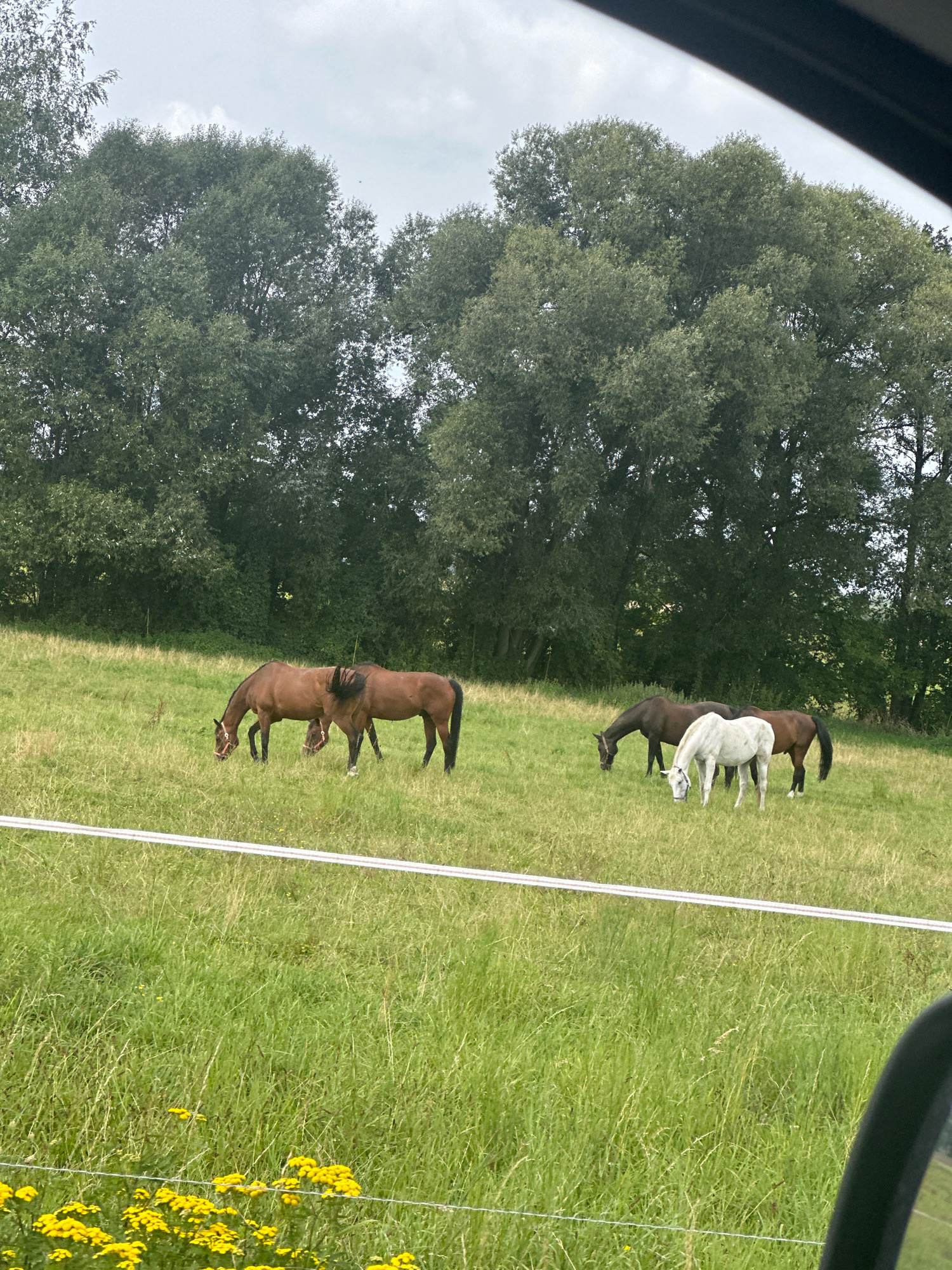 In Nebelschütz-Njebjelčicy, Germany, a group of horses graze in a lush, green pasture. The foreground is dominated by a patch of vibrant yellow flowers and a white electric fence. In the mid-ground, three brown horses and one white horse are scattered across the field, their heads lowered as they eat the grass. Behind the pasture, a dense line of mature trees forms a natural backdrop under a cloudy sky. The scene is captured from a low angle, possibly from within a vehicle, as evidenced by a dark curved object in the lower right corner.