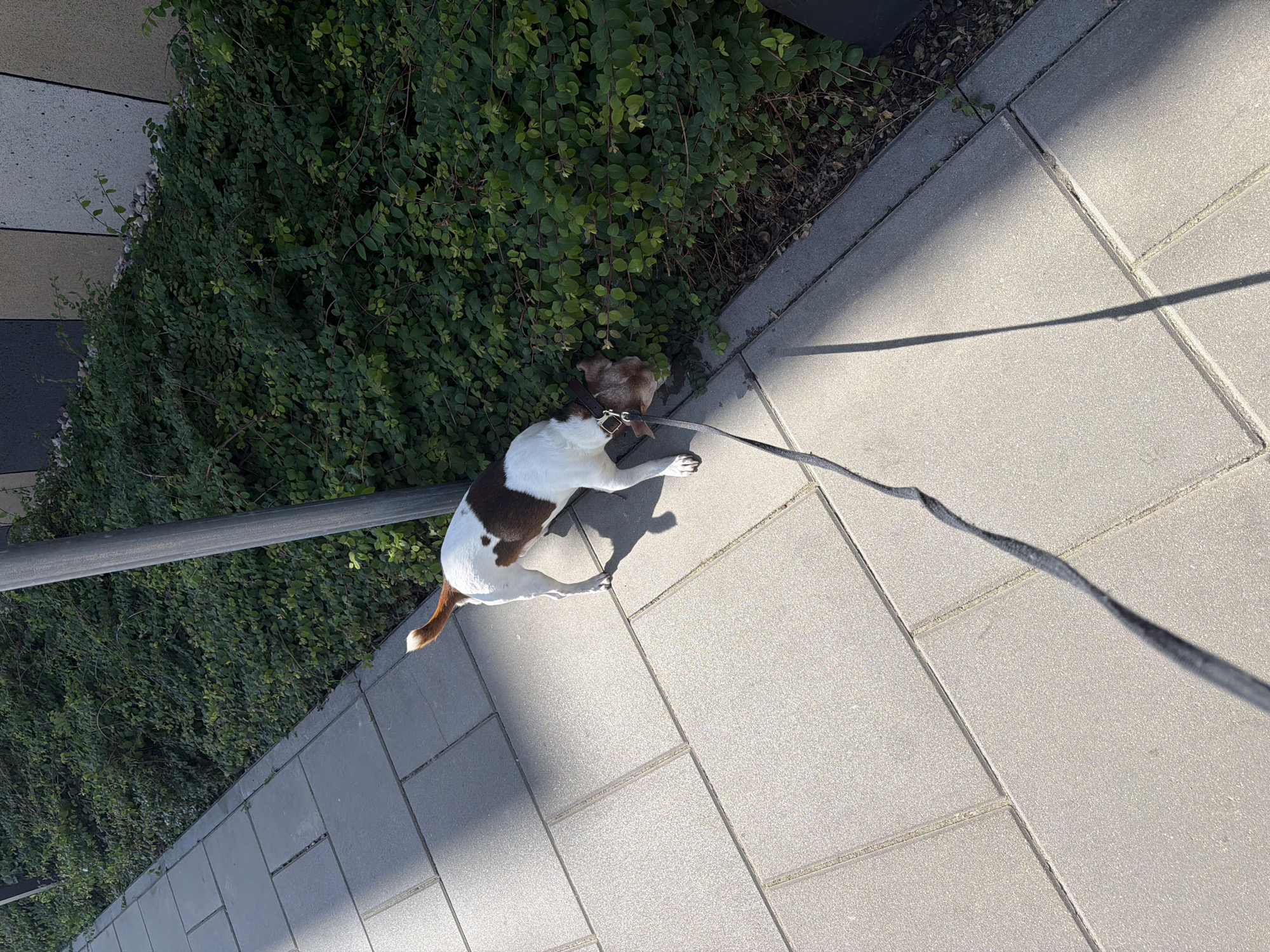 An adult, small-breed dog, predominantly white with brown markings on its head and back, walks on a paved sidewalk next to a dense green bush. The dog is attached to a dark leash that trails across the sidewalk. The sidewalk is constructed of large, grey square tiles. A thin, dark pole stands to the right of the dog, partially obscured by the foliage. Sunlight casts shadows across the scene, indicating it is daytime. The background shows a building with dark and light panels.