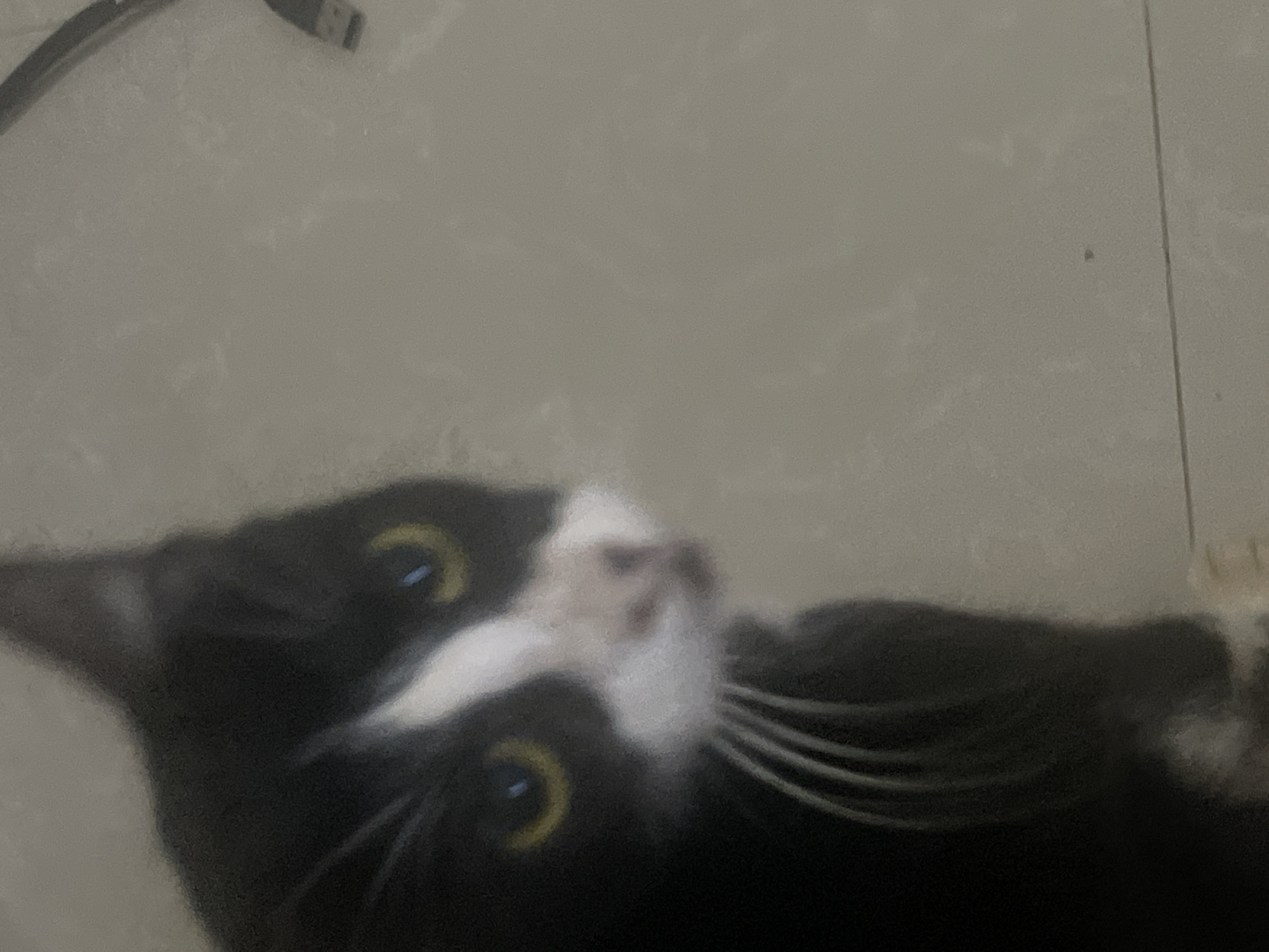 An extreme close-up, slightly blurry shot shows the head and shoulders of a black and white cat, facing right and looking slightly upwards. The cat has yellow eyes with dark pupils and a white blaze down its nose and chin. Its whiskers are visible. The background is a light gray, textured surface, possibly a floor, with a thin, horizontal line suggesting a grout line or crack. In the upper right corner, a portion of a black electronic cable with a USB connector is visible.