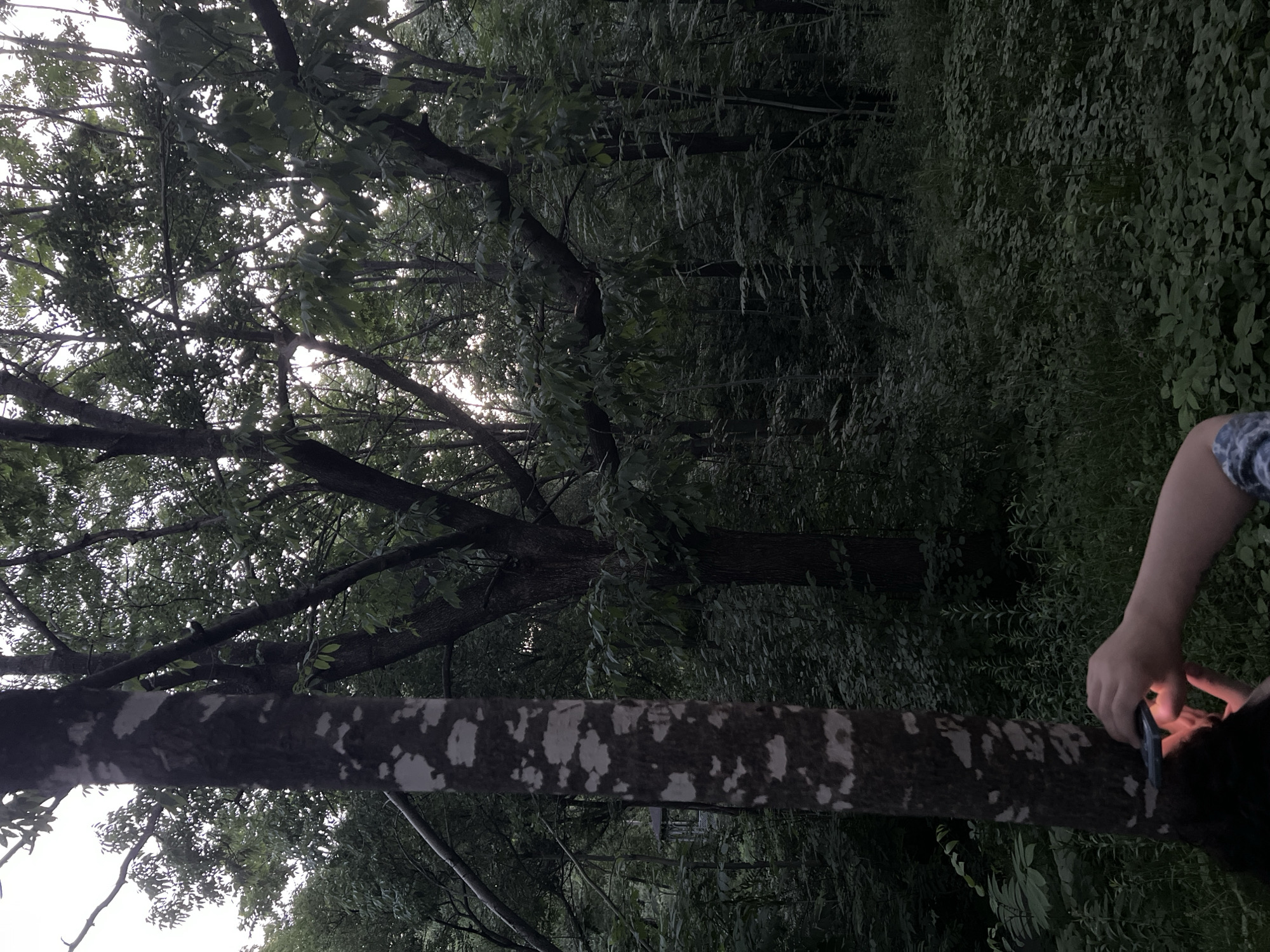 A person's hands are visible in the foreground of an outdoor scene, holding a small, illuminated device, possibly a flashlight or phone, near the base of a tree trunk. The tree trunk is dark brown with irregular, lighter splotches of grey and white, suggesting lichen or a distinct bark pattern. The device emits a bright light that illuminates the lower part of the trunk and the hands. The person's arm, wearing a blue and white patterned sleeve, extends from the right side of the frame.
The background depicts a dense forest with lush green foliage. Tall trees with thick canopies dominate the scene, creating a shaded, somewhat dim atmosphere. The light filtering through the leaves suggests it might be late afternoon or early evening. In the distance, partially obscured by trees, a gazebo-like structure with a dark roof is faintly visible, hinting at a park or recreational area. The ground is covered in dense undergrowth and leaves. The overall impression is a natural, wooded environment.
There are no explicit elements in the image that definitively place the location in Khabarovsk, Russia. The description is solely based on the visual content of the photograph.