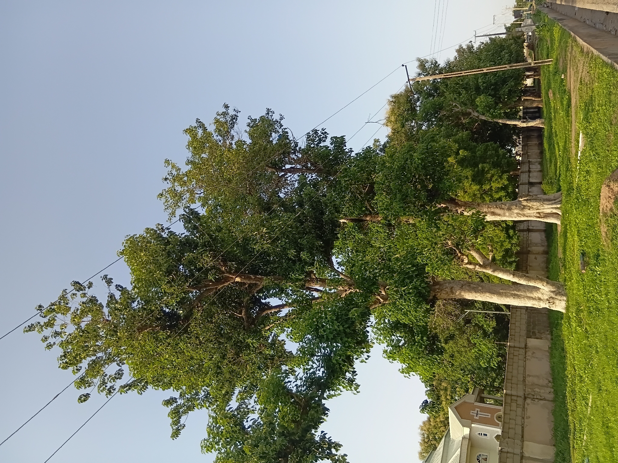 This is a medium-angle shot of a tree-lined street in Jalingo, Nigeria. The foreground is dominated by a lush green lawn that slopes gently towards a concrete drainage ditch on the right side of the frame. Several mature trees with thick, light-colored trunks and dense green foliage stand tall along the left side of the street. Overhead, power lines crisscross the clear, pale blue sky.
Behind the trees, a low, grey concrete wall separates the street from a property. On the far left, a light-colored building with a green roof is visible, featuring a prominent cross on its facade. The building appears to be a church or a religious institution. In the background, more trees and a few utility poles line the street, suggesting an urban or semi-urban environment. The overall scene depicts a peaceful daytime setting. There are no visible people or animals in the frame.