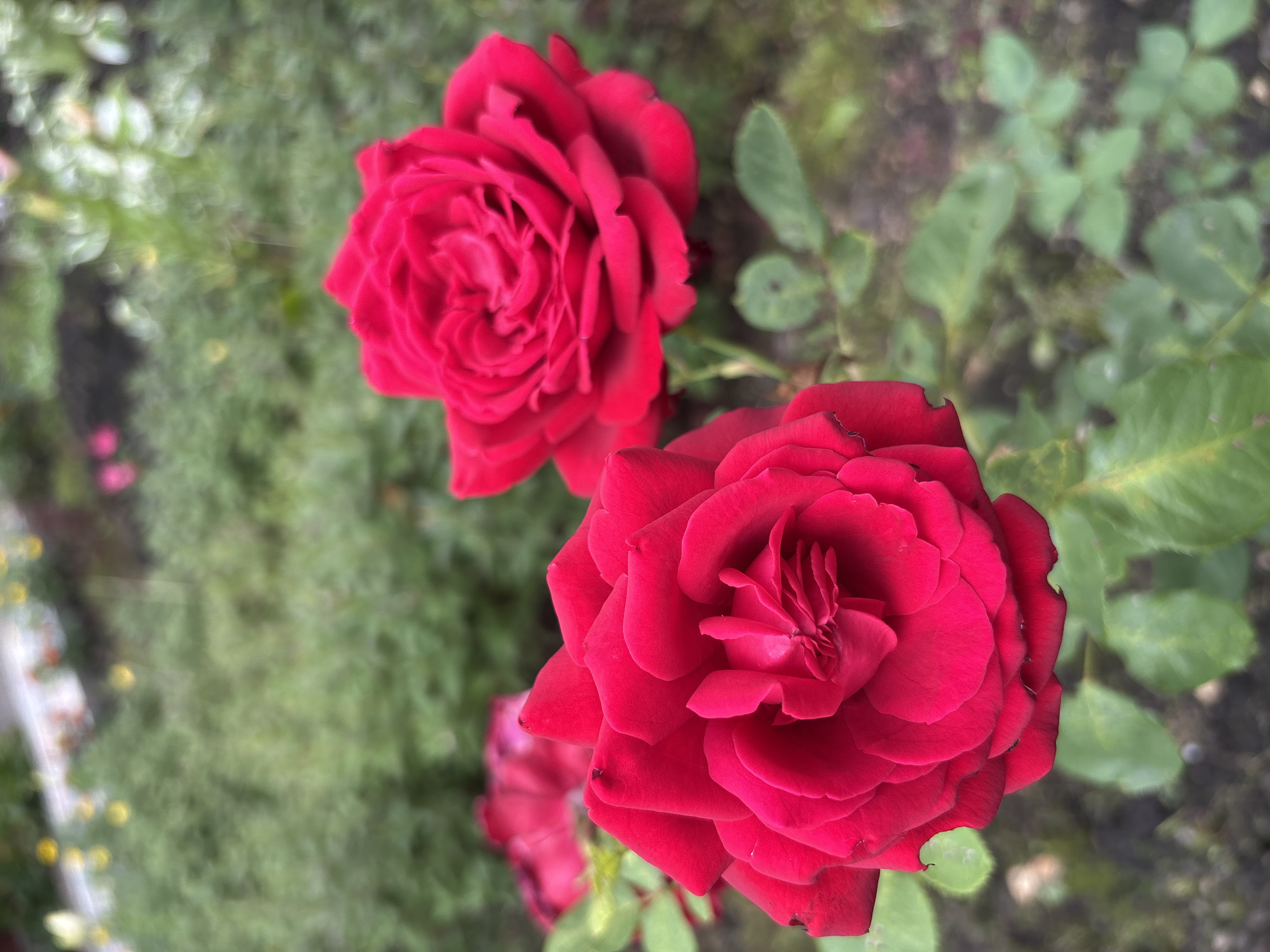 Two red roses are in focus in the foreground of the image, with blurred green foliage in the background. The rose on the left is closer to the viewer and its petals are a deep red. The rose on the right is slightly further away and also a vibrant red. The background shows a garden setting with various plants and some bokeh effects. There are no people or specific identifiable landmarks to indicate a location in the city of Kordovo, Russia.