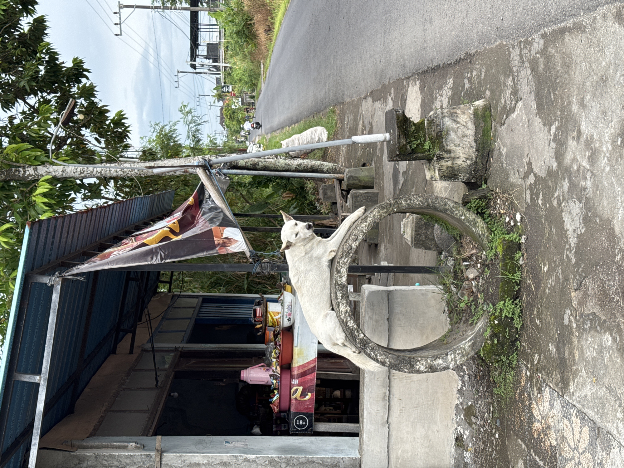 This vertical photograph captures a vibrant, everyday street scene in Kediri, Indonesia. The central subject is a white dog, standing on its hind legs with its front paws resting on a circular, moss-covered concrete structure by the roadside. The dog looks alert, with its head slightly turned.
The setting appears to be a rural or semi-urban area, characterized by a paved road running from the foreground into the distance on the right, flanked by a concrete sidewalk or path. Lush green trees and vegetation are abundant on both sides of the road, particularly prominent in the upper left of the frame. Overhead, numerous power lines and utility poles crisscross the bright, overcast sky.
To the left, a modest, blue-roofed structure with corrugated metal panels suggests a small shop or dwelling. A colorful banner hangs beneath its awning, with visible text including "AH" and "18+". Below the dog, inside the shop, various items are visible on shelves, including a pink thermos, colorful bowls, and other packaged goods, some with the text "AH" and "18+" repeated.
Further down the road, another white dog is seen lying relaxed on the grass verge, and a motorbike with a rider is just visible in the distance, indicating light traffic. The concrete surfaces throughout the scene show signs of wear and age, with cracks and patches of moss and small plants growing in crevices. The time of day is clearly daylight, under what appears to be an overcast sky, casting soft, diffused light on the scene.