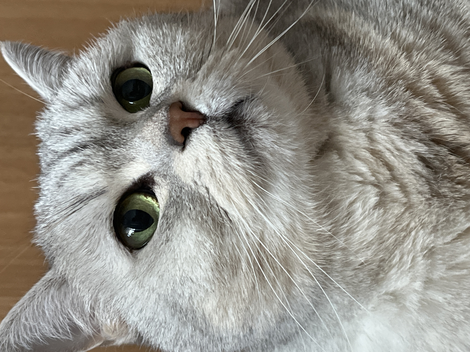 The image is a close-up shot of a light grey tabby cat with green eyes and a pink nose. The cat is lying down, with its head tilted to the side. The fur appears soft and dense. The location of the image is not specified.