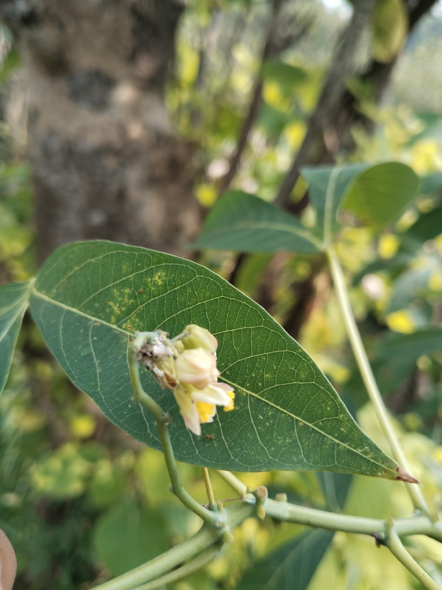 A close-up, high-angle outdoor shot captures a single, prominent dark green leaf with visible venation patterns and scattered yellowish-brown spots on its surface. A small, reddish-brown insect, possibly an ant, is present on the leaf. Below the leaf, a cluster of small, pale yellow and cream-colored flowers or buds emerges from a green stem; the base of these flowers exhibits a withered, greyish-brown appearance. Multiple green stems and branches are visible, supporting the leaf and flowers. The background is heavily blurred, revealing various shades of green and yellow foliage, with a textured, out-of-focus brownish-grey tree trunk visible in the upper left quadrant. The scene is illuminated by natural light, suggesting daylight conditions. Location: Unknown, Unknown.