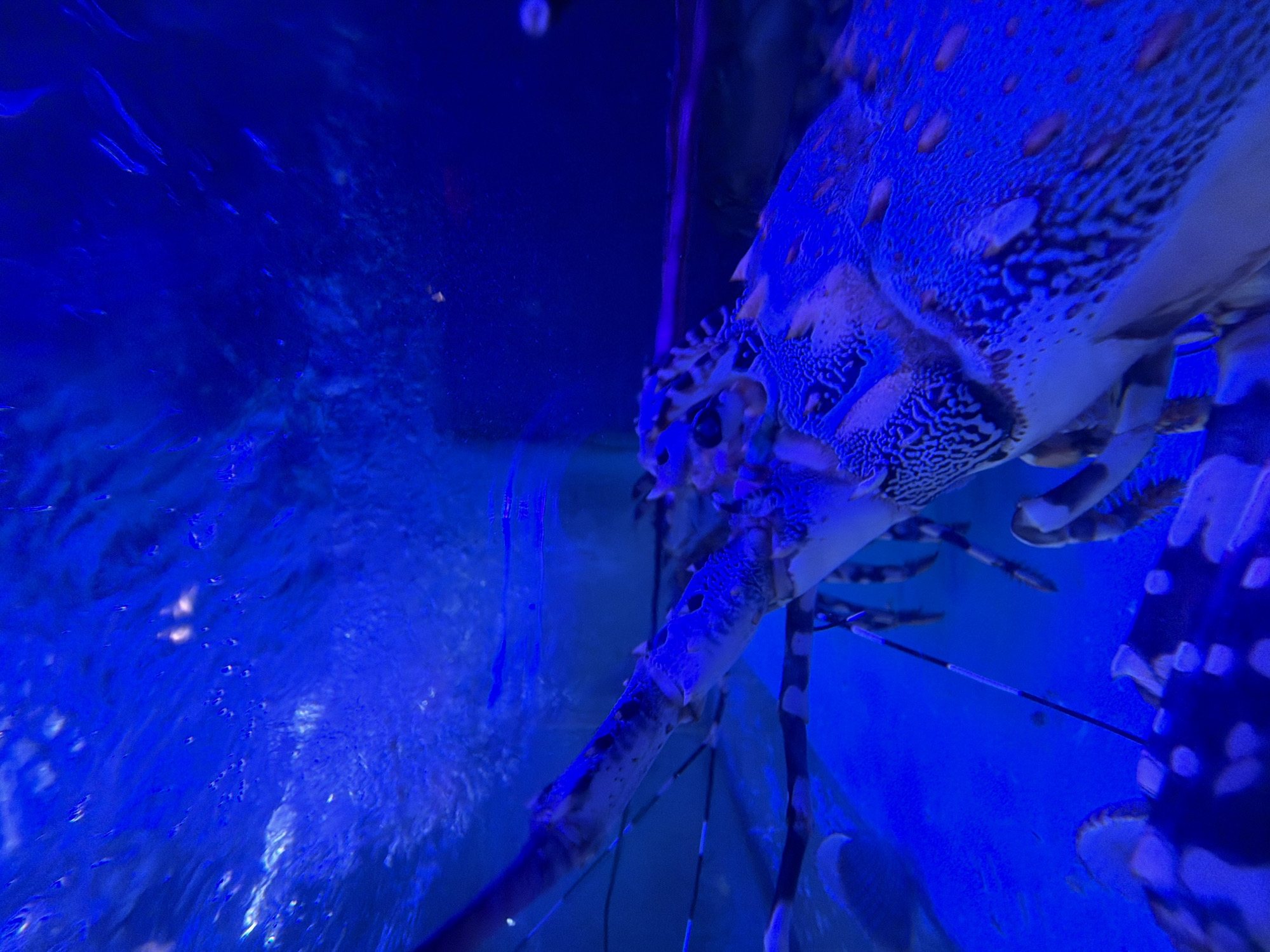 A patterned lobster is viewed inside a blue-lit aquarium. The image appears to be taken at the Đà Nẵng aquarium, Vietnam. The lobster’s body and claws exhibit a mottled pattern of dark spots on a lighter background. The lighting is predominantly blue, illuminating both the water and the lobster. Air bubbles are visible in the water. Vertical lines suggest a glass or acrylic enclosure.