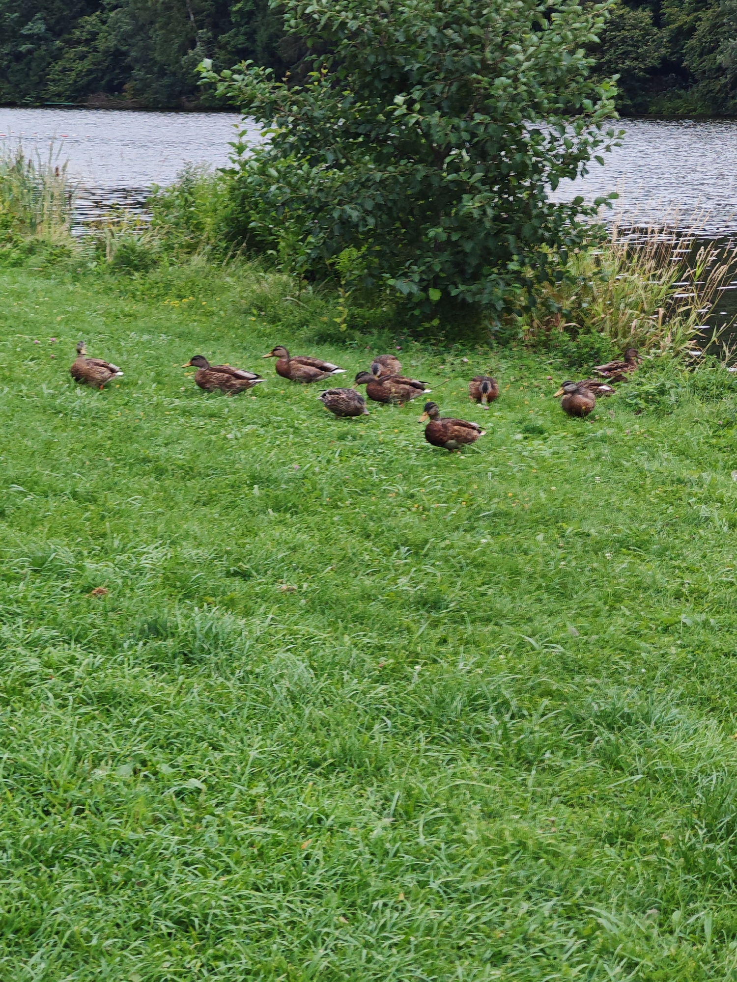 A flock of mallard ducks is gathered on a grassy bank next to a body of water. The ducks are mostly brown with some iridescent green on their heads. They are standing and preening in the grass. In the background, there is a dense green tree line bordering the water. The water appears calm with a few ripples on the surface. The overall scene depicts a natural outdoor setting. The location is described as Rosinka KP, Russia.