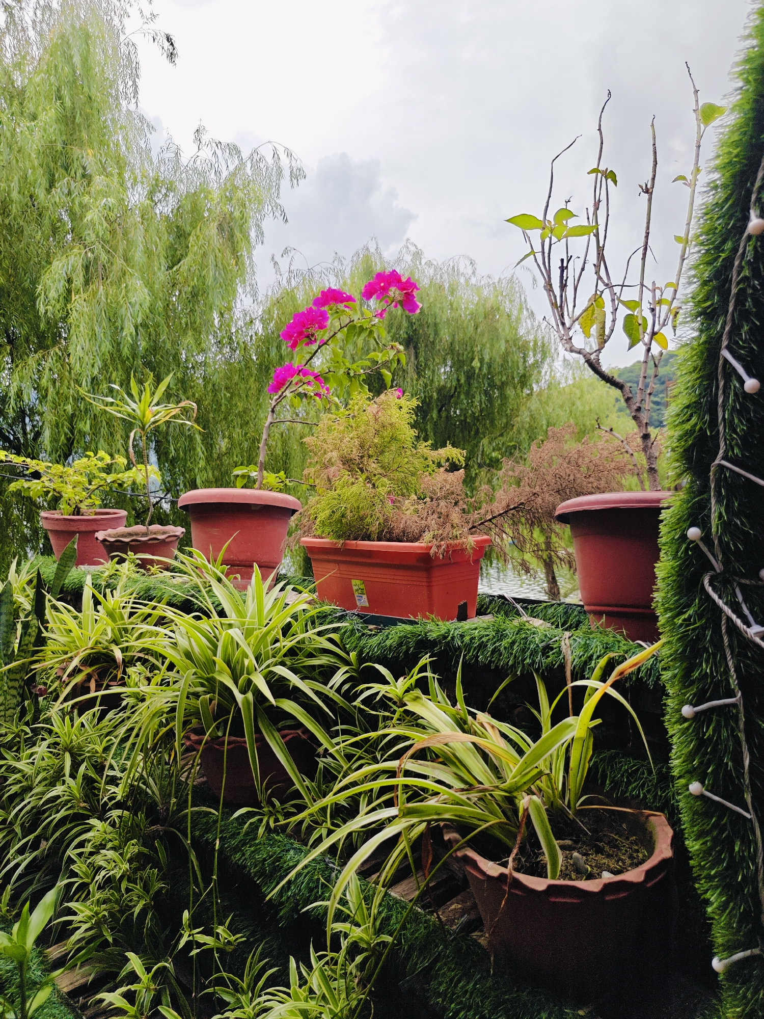The image depicts a lush garden setting with numerous potted plants arranged on multiple levels. In the foreground, several spider plants with long, arching leaves are prominent, filling the lower portion of the frame. Behind them, larger terracotta pots contain a variety of plants, including a spiky plant with yellow and green variegation, and a bush with delicate, fern-like foliage.
In the mid-ground, a vibrant pink bougainvillea plant cascades from a pot, its colorful bracts contrasting with the surrounding greenery. Beside it, another pot holds a sparse, dry-looking plant. A tall, bare-branched tree is visible behind these, its thin limbs reaching towards the overcast sky.
The background is dominated by a dense wall of weeping willow trees, their long, slender leaves creating a soft, hazy effect. A glimpse of water, likely a lake, can be seen between the trees, suggesting a lakeside location. To the far right, a dark green, artificial turf-covered structure is adorned with small, white lights.
The overall impression is one of a well-maintained garden, possibly a terrace or balcony overlooking a natural landscape, consistent with the scenic beauty of Pokhara, Nepal, which is renowned for its lakes and surrounding hills. The cloudy sky suggests a damp or humid climate. No people are visible in the image.