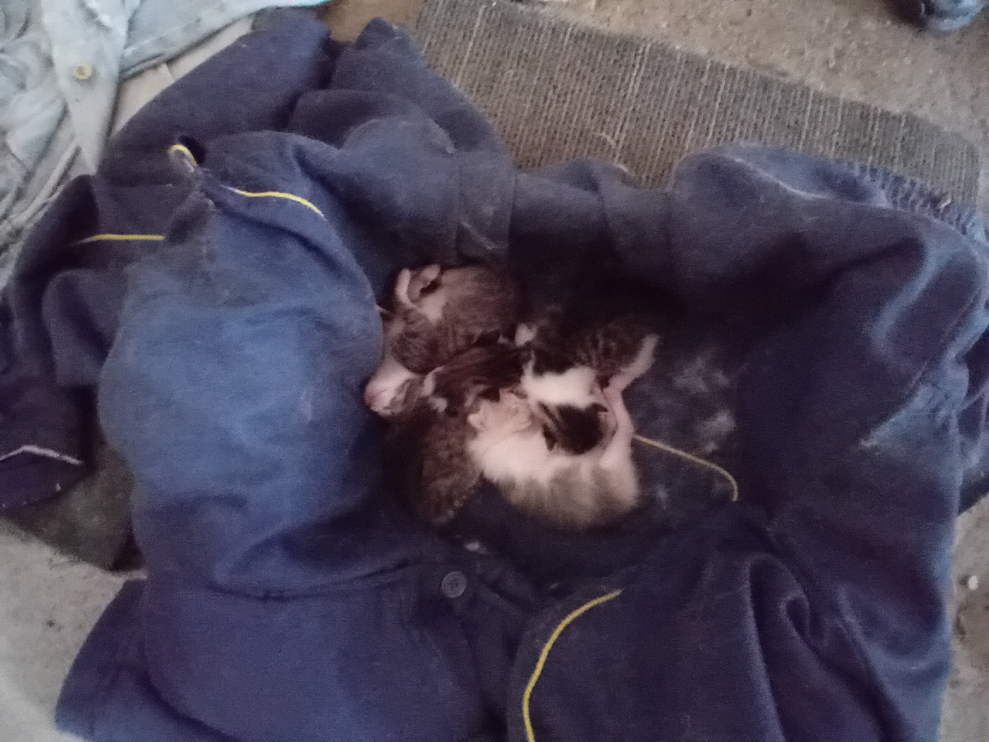 The scene is located in the city of Partizanin, Bulgaria. A cluster of at least four to five neonatal kittens is observed resting on a folded dark blue fabric, possibly a jacket or blanket, which features yellow trim lines and a visible button. The kittens exhibit varied fur patterns, including patches of dark brown/black and white, indicative of mixed coloration. Their eyes are not discernibly open, consistent with a very young age. The fabric is arranged to create a nesting area. Adjacent to the blue fabric on the right, a textured grayish-brown woven mat or rug is partially visible. The background includes a lighter, indistinct surface, possibly concrete, and some lighter-colored, loosely arranged materials in the upper right. The kittens appear stationary and are huddled closely together.