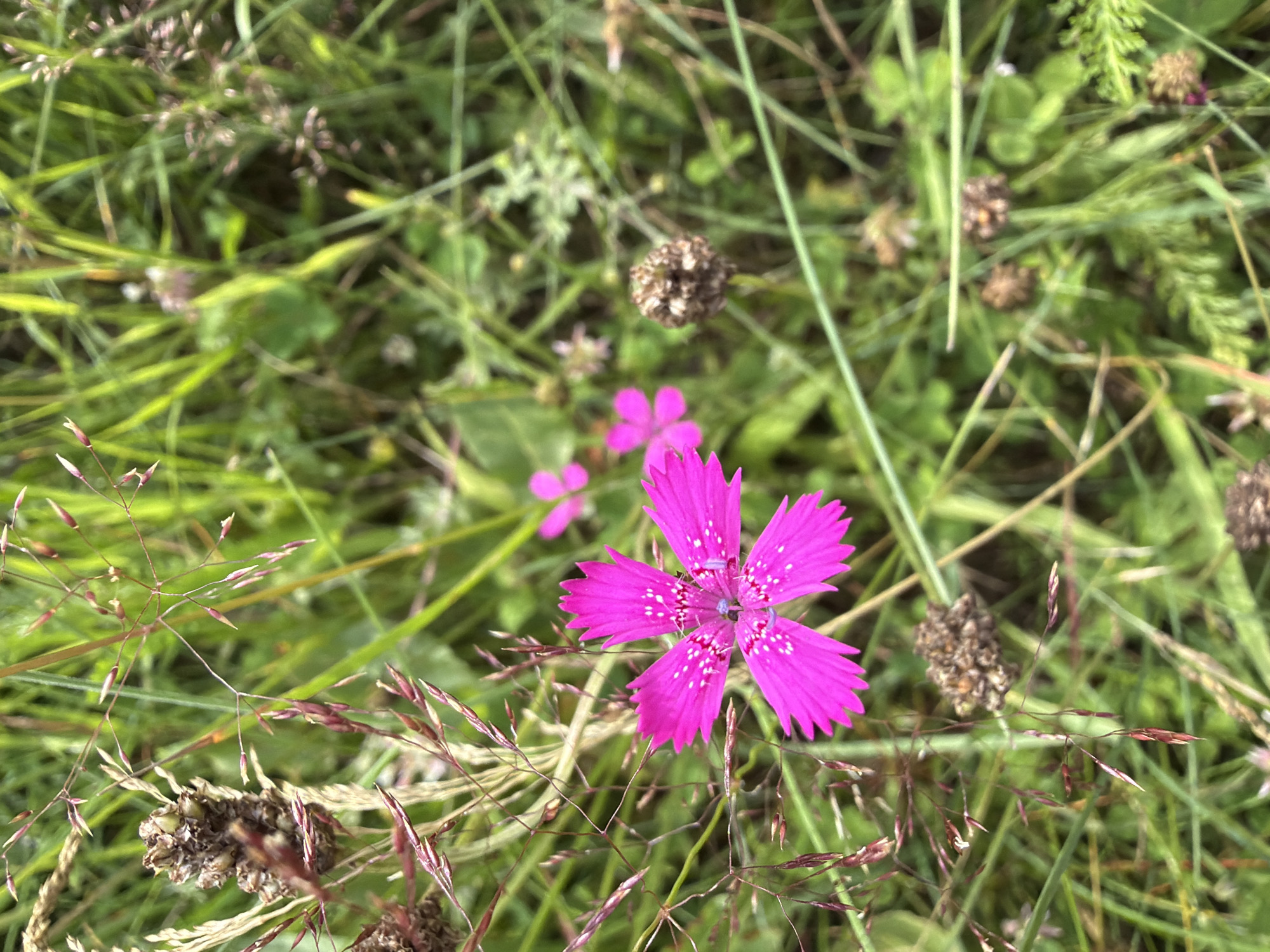 A close-up, overhead view captures a vibrant pink flower, its petals delicately fringed, blooming amidst a dense field of green grass and thin, reddish-brown stalks in Cekule, Latvia. The flower, with its star-shaped bloom and tiny white speckles, is the primary subject. Surrounding it are various dried seed heads and small, blurry pink flowers, adding texture and depth to the natural scene. The overall impression is one of a wild, untamed meadow, likely photographed during daylight.
