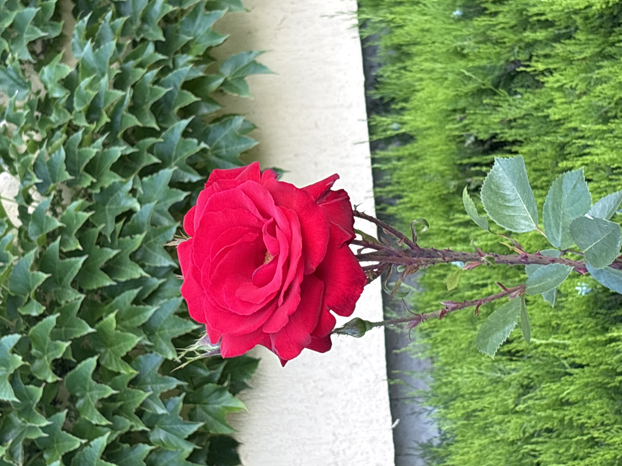 A single, vibrant red rose is in full bloom, positioned slightly off-center to the right in the foreground of the image. The rose is the dominant subject, with its petals unfurled and showing a rich, velvety texture. Below the main bloom, a small, green rosebud is visible on a slender stem. The stem of the rose is thin and reddish-brown, with small thorns.
Behind the rose, a textured, pale wall serves as a backdrop. This wall is partially covered by a dense growth of ivy, with its distinctive, serrated green leaves forming a textured pattern against the wall. The ivy covers the upper portion of the background.
In the lower part of the image, a lush, green hedge or shrubbery creates a soft, blurred background. The greenery is bright and well-maintained, suggesting a garden setting. The overall scene is outdoors, likely in a garden or a park area within the city of Varna, Bulgaria. There are no people or animals visible in the image. The lighting suggests it is daytime, possibly late afternoon given the shadows.