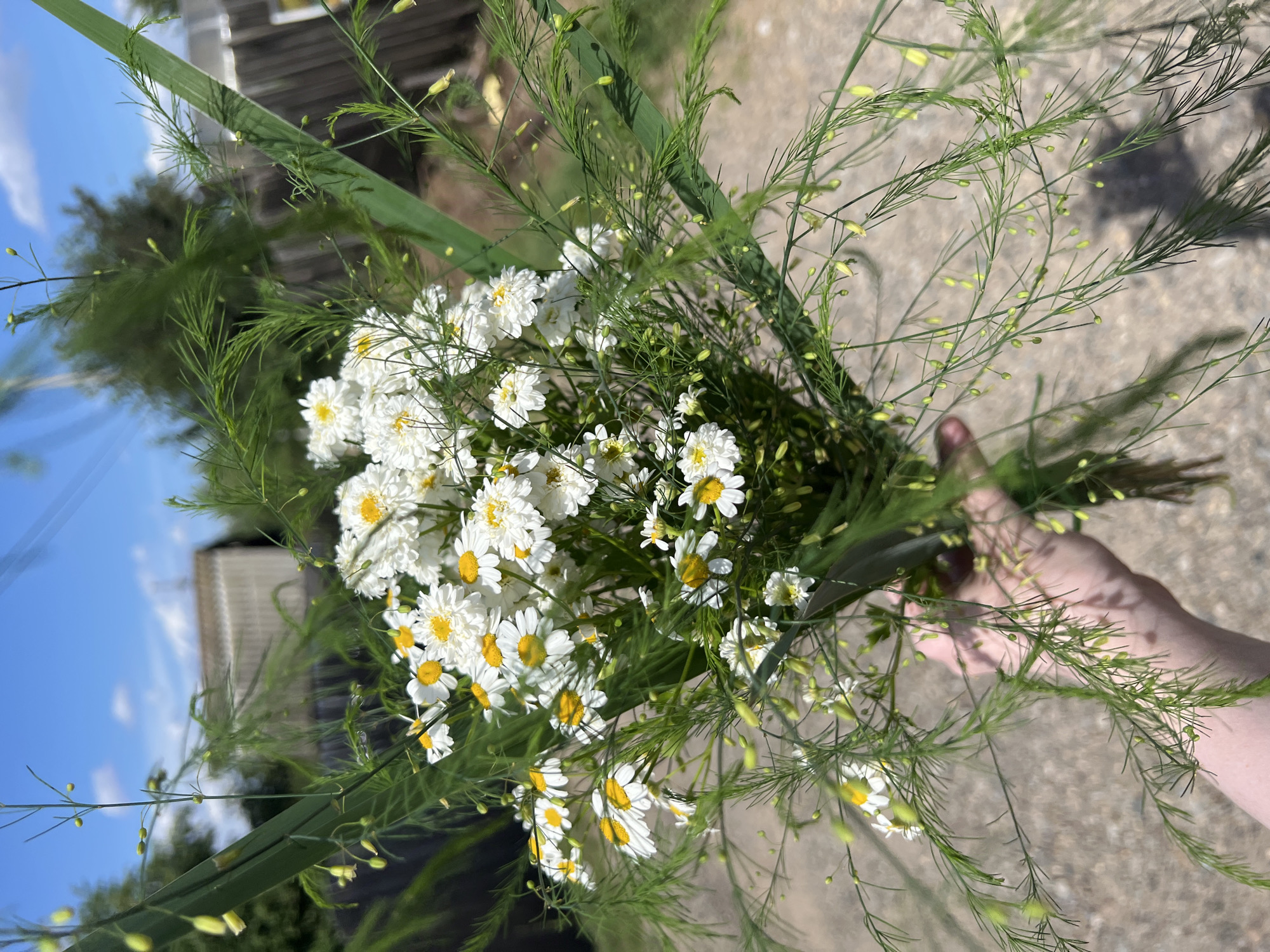 A person's arm and hand are visible at the bottom left, holding a bouquet of white daisies with yellow centers and feathery green foliage. The bouquet is the central focus of the image. In the background, a wooden fence runs horizontally, with green trees and a light-colored building behind it. The sky above is blue with scattered white clouds. The ground beneath the bouquet appears to be a gravel surface. The scene is outdoors, likely in a rural or suburban setting.