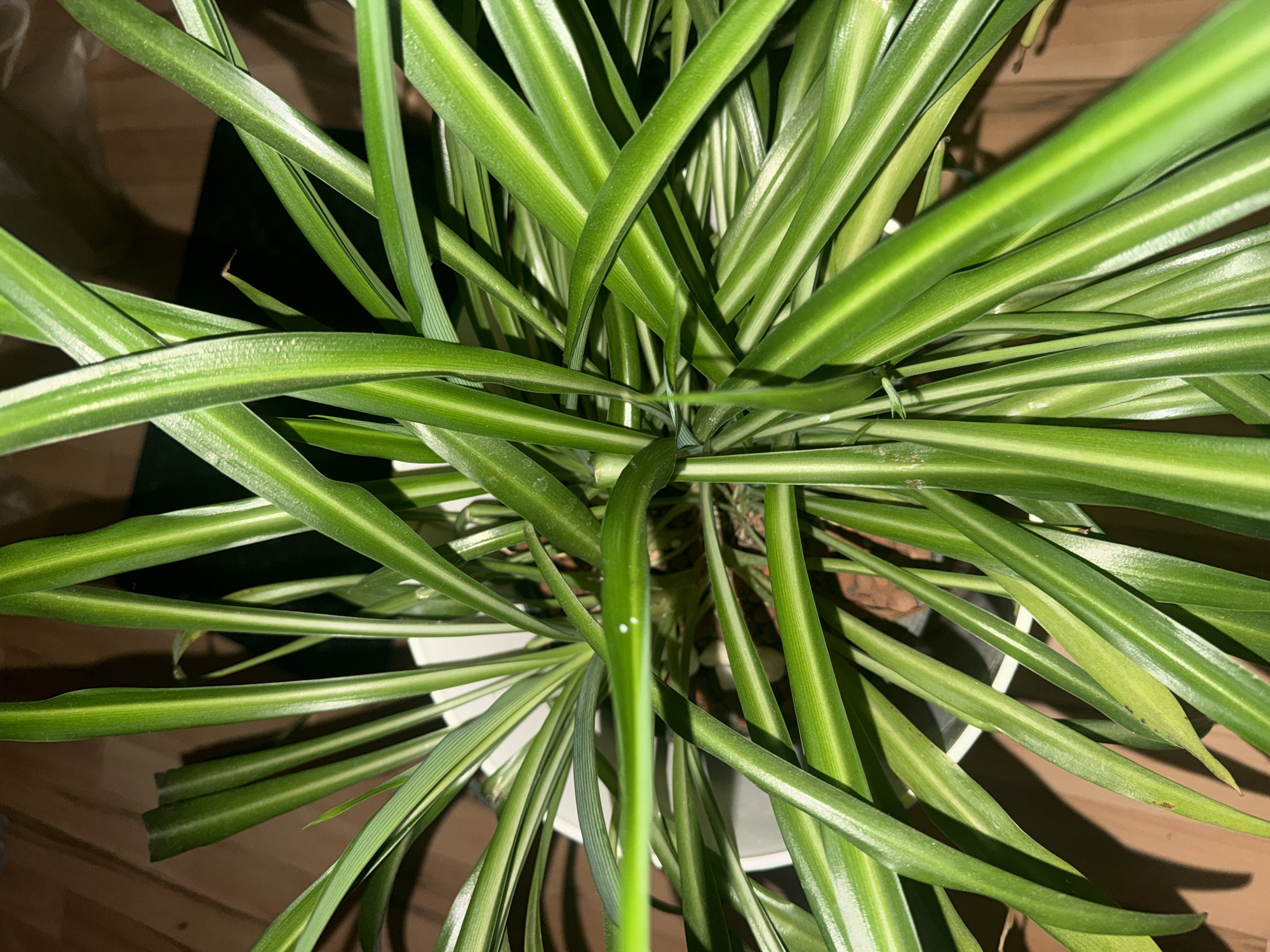 This close-up image, captured in Oberflachs, Switzerland, features a variegated spider plant (Chlorophytum comosum) viewed from an overhead perspective. The plant fills most of the frame with its numerous long, arching leaves. Each leaf displays a distinct pattern of dark green edges with a prominent lighter green or yellowish-white stripe running down its center. The leaves radiate outwards from the central base of the plant, which is contained within a white pot, partially visible at the bottom.
The background consists of a dark, wooden surface, likely a table or floor, suggesting an indoor setting. The lighting appears artificial, creating highlights on the leaves and casting shadows, indicating an absence of natural daylight. There is no specific activity taking place, and no people are visible.
Notable details include two small white spots on one leaf, which may be dust or water marks, and a few scattered minor brown or reddish specks on other leaves. Some leaf tips also show slight browning, a common characteristic for spider plants. No visible text is present in the image.
