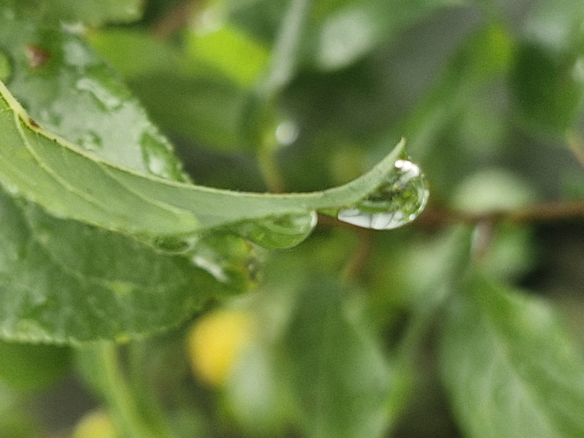 The image is a close-up, macro photograph of a green leaf with a water droplet clinging to its edge. The droplet is clear and spherical, reflecting the surrounding greenery. The leaf has a textured surface with visible veins. The background is blurred, consisting of various shades of green and some out-of-focus yellow elements, suggesting other foliage or possibly small fruits. The lighting is soft, indicating an overcast day or a shaded area. The image focuses on the delicate detail of the water droplet and the leaf's texture. The photograph was taken in the city of Ķekava, Latvia.