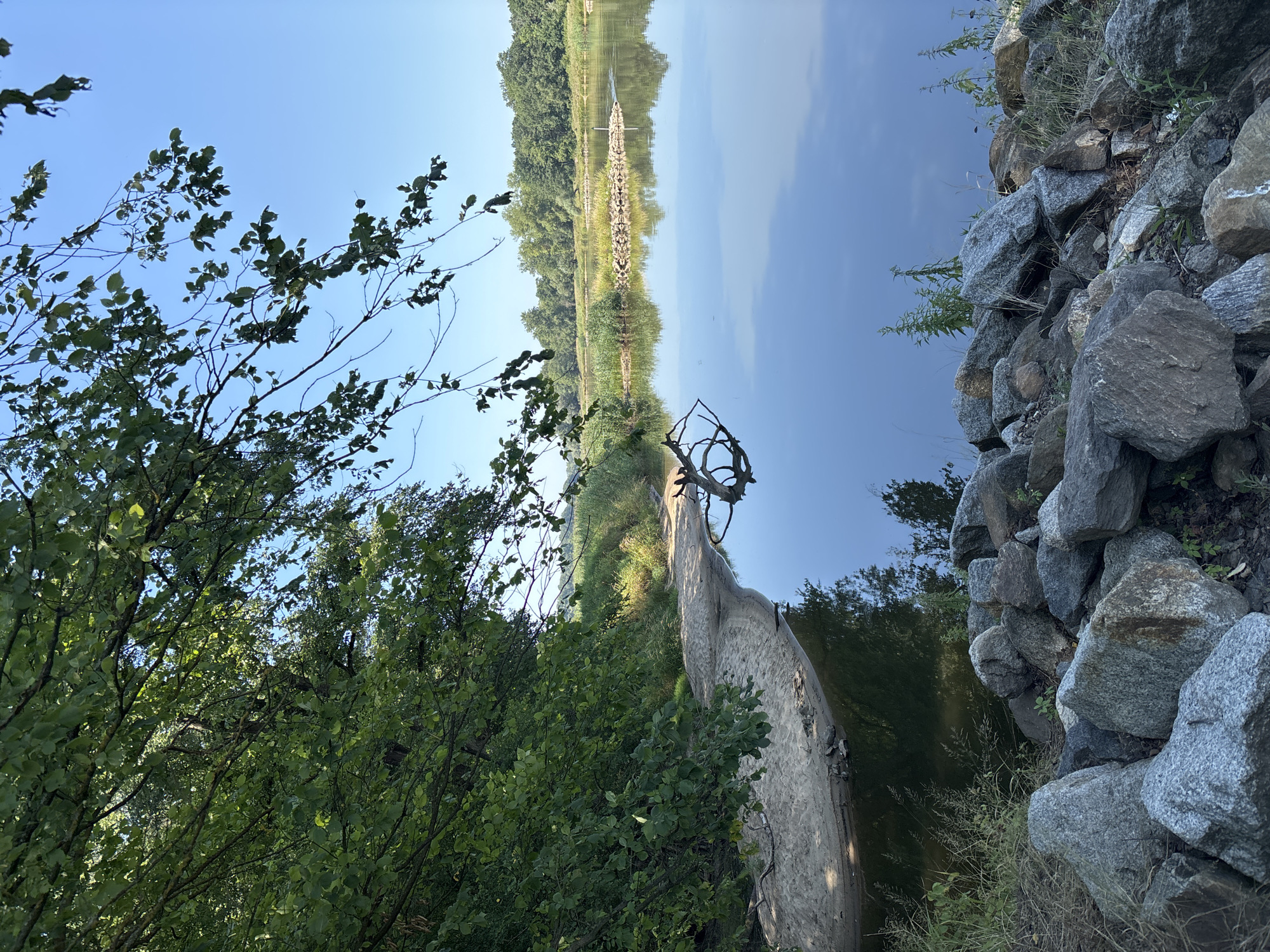 A wide, still river flows under a clear blue sky, reflecting the lush green trees and vegetation that line its banks. On the left side of the image, a sandy embankment curves into the water, dotted with a few pieces of driftwood. The foreground is occupied by a jumble of large, grey rocks, interspersed with dry grass and a few green plants. In the middle distance, a small, rocky island breaks the surface of the water, with a white marker post on its far side. The opposite bank is densely wooded with a variety of trees, creating a natural, untamed landscape. The scene appears peaceful and serene, suggesting a natural setting within or on the outskirts of Zielona Góra, Poland.