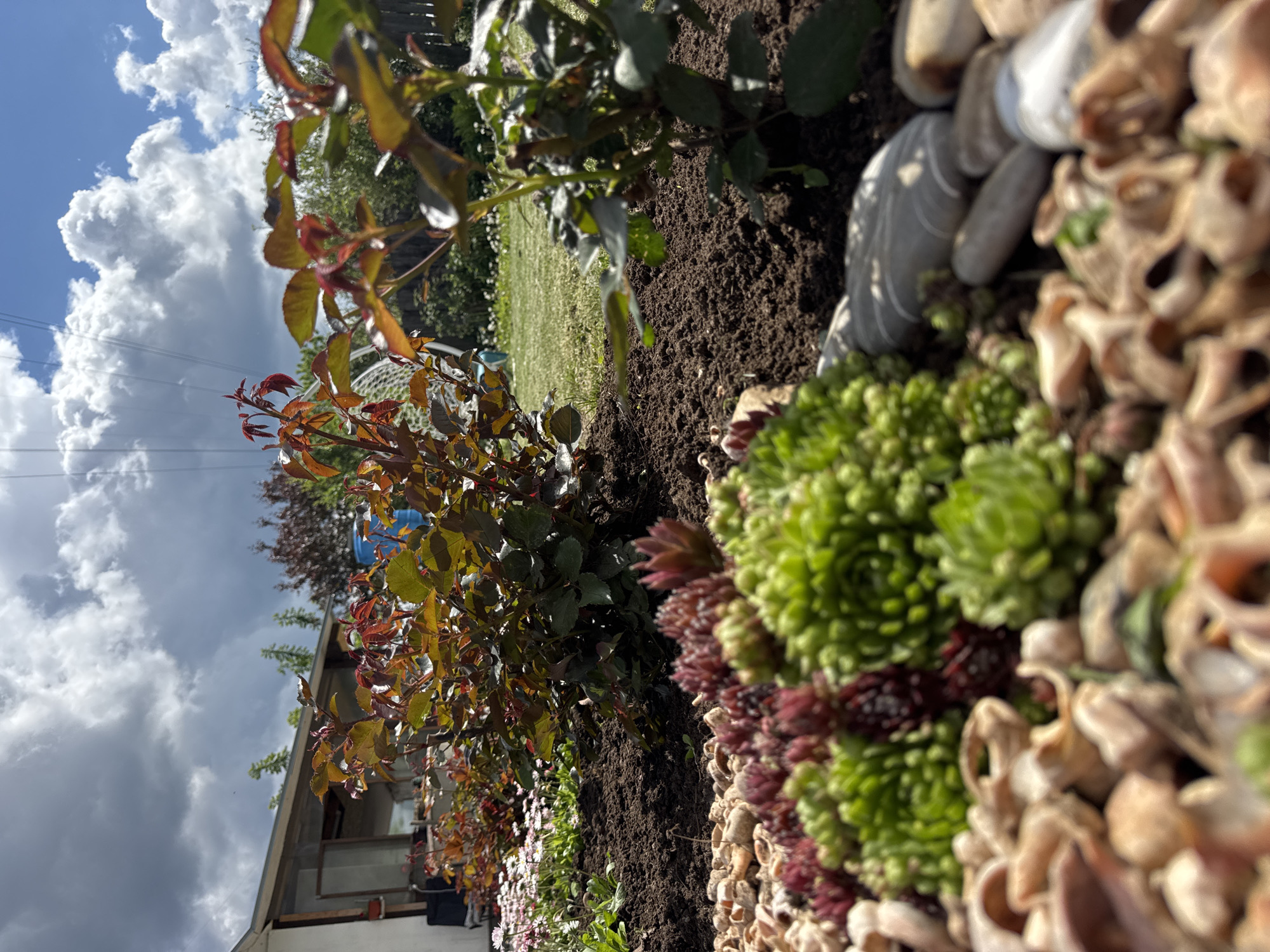 The image depicts a close-up view of a garden bed in what is likely a residential area. Succulents are visible, and what appears to be a small row of young rose bushes behind the succulents. The garden bed is bordered with small rocks. In the background, there is a grassy lawn and trees. The sky is partly cloudy with a blue sky. A house is partially visible in the lower left corner. It is not possible to verify that the location is Chaikovsky, Russia with the details provided.