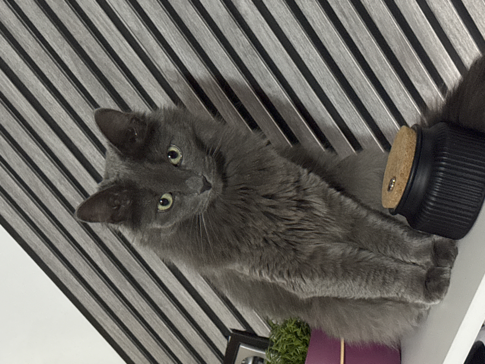 The image features a fluffy grey cat with striking green eyes, looking directly at the viewer. The cat is positioned on a white surface that appears diagonal within the frame, likely a shelf or ledge. Its body is angled, and its front paws are neatly tucked, giving it an attentive and calm posture. The cat's long, dense fur is a prominent feature.
Behind the cat, a wall displays a distinct pattern of diagonal stripes, alternating between dark grey or black and a lighter grey, creating a strong linear backdrop. To the right of the cat's tail, a black container with a ribbed texture and a light brown cork lid is partially visible. In the bottom left corner of the frame, a small green potted plant can be seen, next to a purple object (possibly a book or folder) and part of a dark picture frame.
The overall lighting is soft and even, indicating an indoor setting. There are no specific cues within the image to determine the time of day or external weather. No visible text is present. The scene captures a peaceful and focused moment with the feline subject. The location context provided is Varna, Bulgaria.