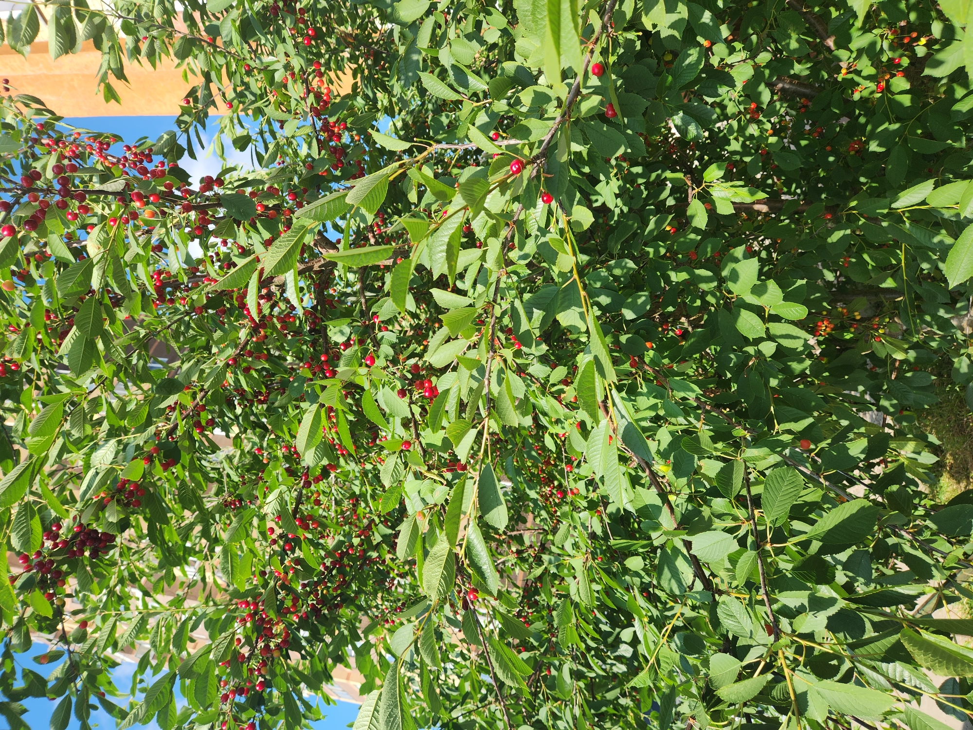 The media file is an outdoor, close-up shot of a cherry tree laden with ripe, red cherries. The branches are full of green leaves, interspersed with the bright red fruit. Sunlight filters through the leaves, creating dappled shadows. In the background, parts of a building and a bright blue sky with some clouds are visible, suggesting a sunny day. The image is oriented vertically, with the view looking upwards into the tree canopy. The scene appears to be a warm, sunny day, likely during the cherry harvesting season in Vniissok, Russia. There is no visible text in the image.