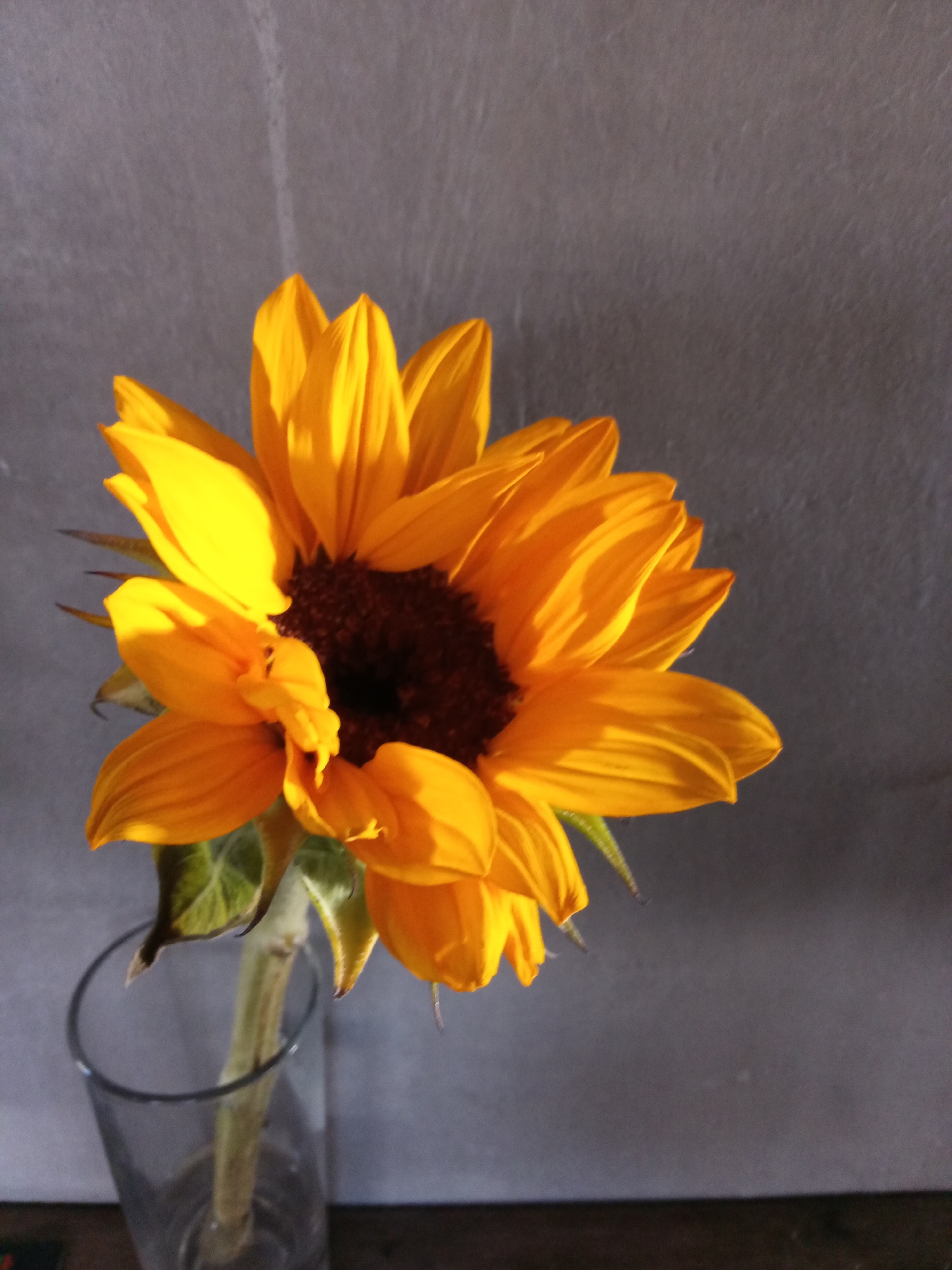 A single, vibrant yellow sunflower, approximately 15-20 cm in diameter with a prominent dark brown central disc, is displayed in a clear, cylindrical glass vase. The sunflower's green stem and several small green leaves are visible within the glass, which appears to contain water. The vase rests on a dark, unidentifiable horizontal surface occupying the lower portion of the image frame. The background consists of a uniformly textured, light gray wall, showing minor surface imperfections consistent with concrete or stucco. Strong, directional sunlight originates from the left, brightly illuminating the sunflower petals and creating a subtle shadow on the wall behind the flower. No human subjects, animals, or discernible actions are present. The scene is located in Nha Trang, Vietnam.