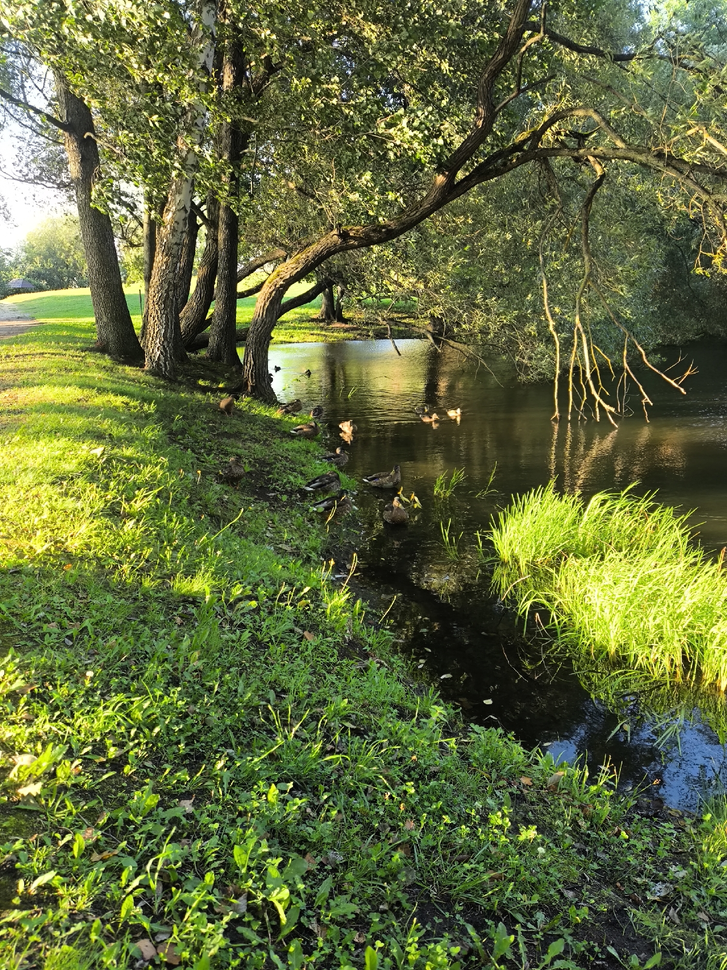 This is a photograph taken in the Zhdanovichsky Selsoviet, Belarus, featuring a peaceful natural scene alongside a body of water. The foreground is dominated by lush green grass and vegetation, with patches of sunlight illuminating the ground. Several trees with thick trunks and expansive branches, some of which arch over the water, are positioned along the bank. The water itself is dark and reflects the surrounding greenery and the sky. Several ducks are visible swimming in the water and on the grassy bank, appearing to be the primary subjects interacting with the environment. The overall impression is one of a serene, natural landscape bathed in the warm light of either morning or late afternoon sun.