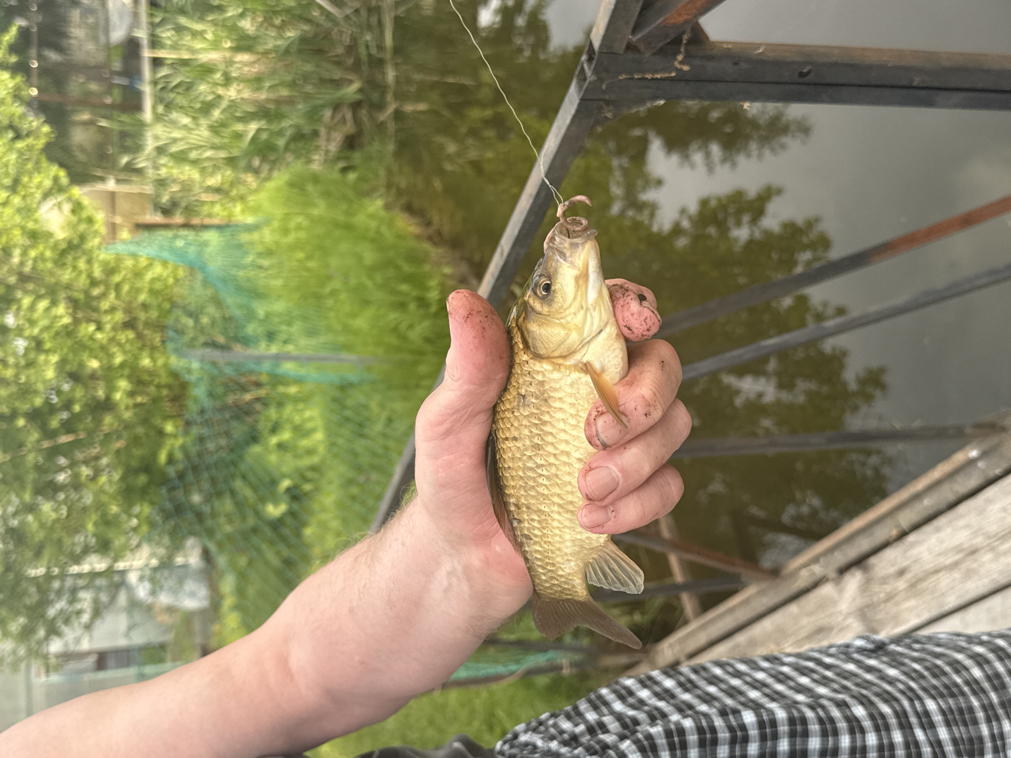The image captures a waist-level perspective of a person's right arm and upper torso holding a small, light-brown fish. The individual, wearing a black and white checkered shirt, supports the fish horizontally in their left hand, which shows visible dirt or mud. A small, pink fishing hook, baited with a worm-like lure, is embedded in the fish's mouth, with a thin fishing line extending upwards and right. The fish exhibits distinct scales and appears to be a species of carp. In the lower left, wooden planks form a walkway or pier. A dark metal railing runs along the right edge of this structure, bordering a body of murky, greenish-brown water that reflects the sky and distant foliage. The background features dense green vegetation, including tall grasses and blurred trees. A green mesh fence or netting is partially visible within the foliage, along with indistinct structural elements suggesting a semi-rural or garden plot setting. The scene is consistent with a natural or semi-natural area, such as a park with a pond or a dacha (garden co-operative) environment, located within or on the outskirts of Saint Petersburg, Russia.