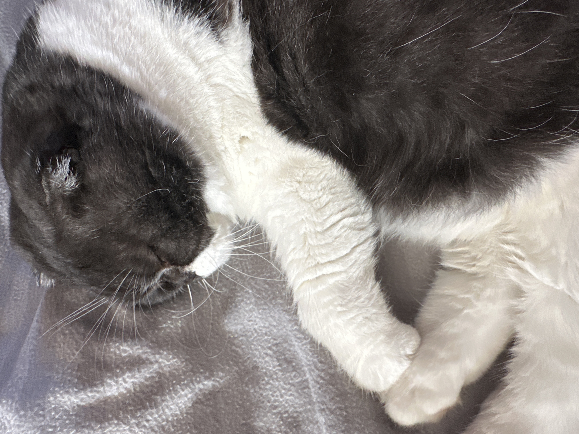 The image depicts a close-up of a sleeping cat. The cat is a bicolor, with black and white fur. The head is mostly black, with white patches, and the body shows a mix of black and white fur. The cat is lying on a gray textured surface, likely a blanket or bedspread. The head is positioned towards the left of the frame, and the cat's paws are visible, tucked close to its body. The cat's whiskers are prominent and extend outward from its face. No indication of a city is present.