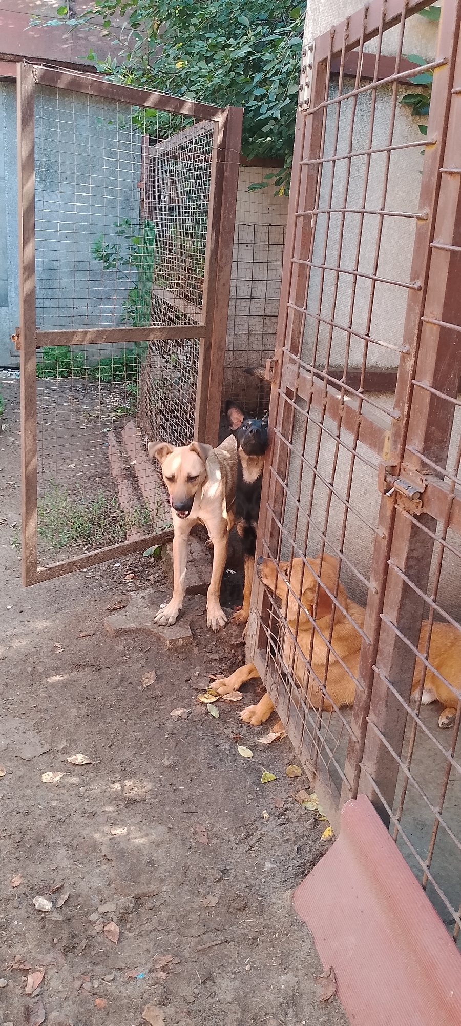 The image shows an outdoor enclosure with three dogs. Two dogs, one tan and one black and tan, are standing near an open gate. The tan dog is in the foreground, looking towards the camera with its mouth open. The black and tan dog is behind and to the right of the tan dog, looking upwards. A third dog, a lighter brown color, is lying down inside the enclosure, visible through the metal bars. The enclosure appears to be made of metal fencing and is situated on a dirt and gravel ground with scattered leaves. In the background, there is a concrete wall and some green foliage. The scene suggests a dog shelter or pound environment. No specific landmarks or details are visible to pinpoint the location within Belgorod, Russia.