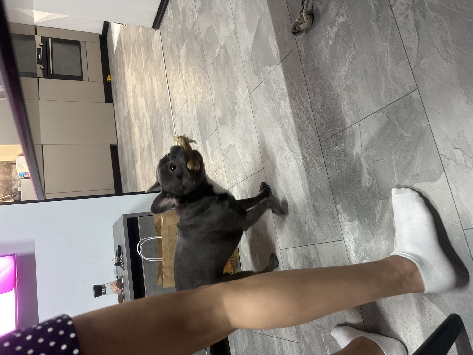 A grey French bulldog is in a kitchen, holding a chew toy in its mouth. The dog is walking, and its tail is raised. In the foreground, a person's legs are visible, wearing white socks and a dark polka dot skirt. The kitchen has grey tiled floors and modern cabinetry. There is a salt shaker, sunglasses, and keys on a counter in the background, as well as a brown paper bag.