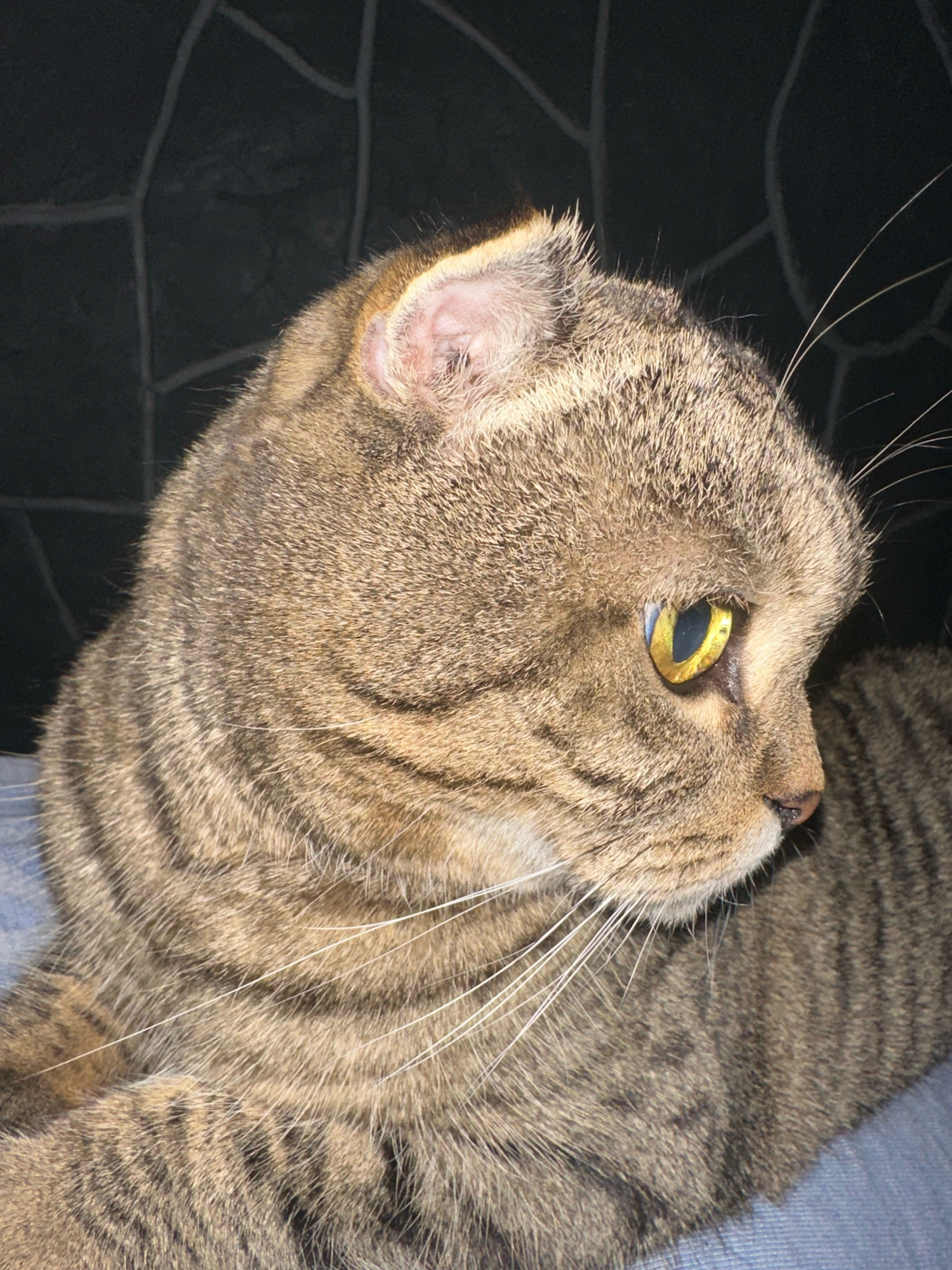 A close-up, side-profile shot captures a tabby cat with folded ears. The cat's fur displays a pattern of brown and black stripes. Its eyes are a striking golden color, and long white whiskers extend from its muzzle. The cat appears to be resting on a blue surface, possibly fabric. The background is dark and textured, with a pattern resembling stonework. There is no discernible location within the city of Virki, Russia, or any human presence depicted in this image.